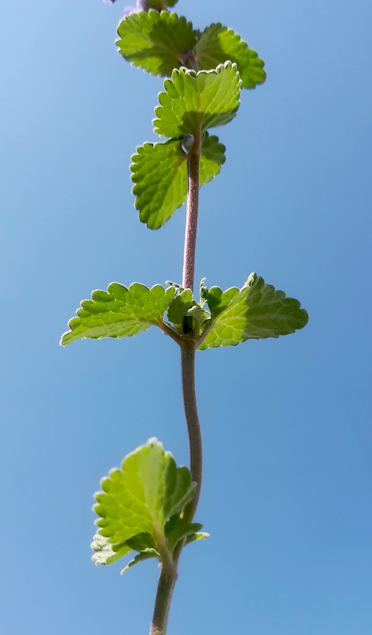 nepeta racemosa ailecgasse kledering_20220430_115856.jpg