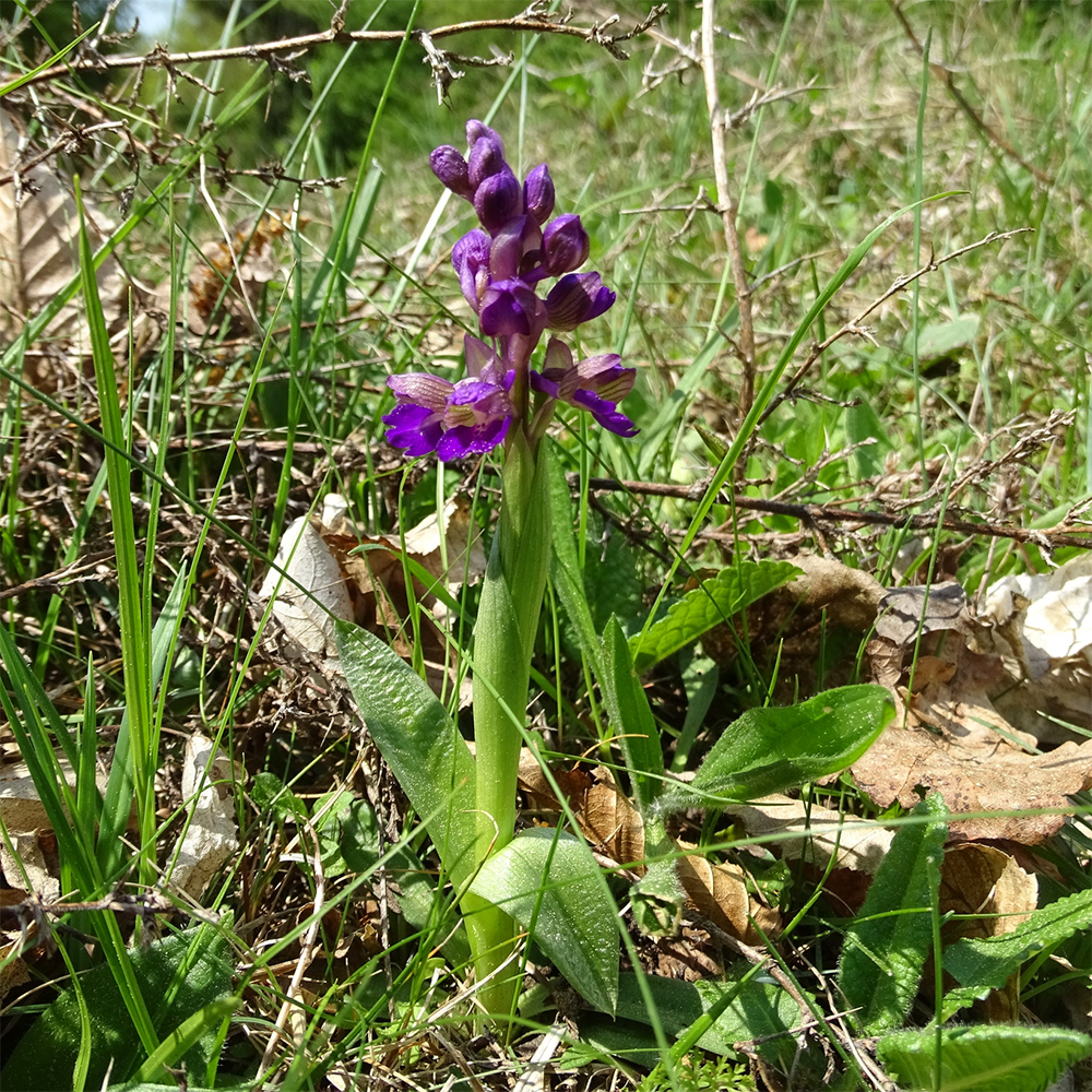 Anacamptis morio_aichegg.jpg