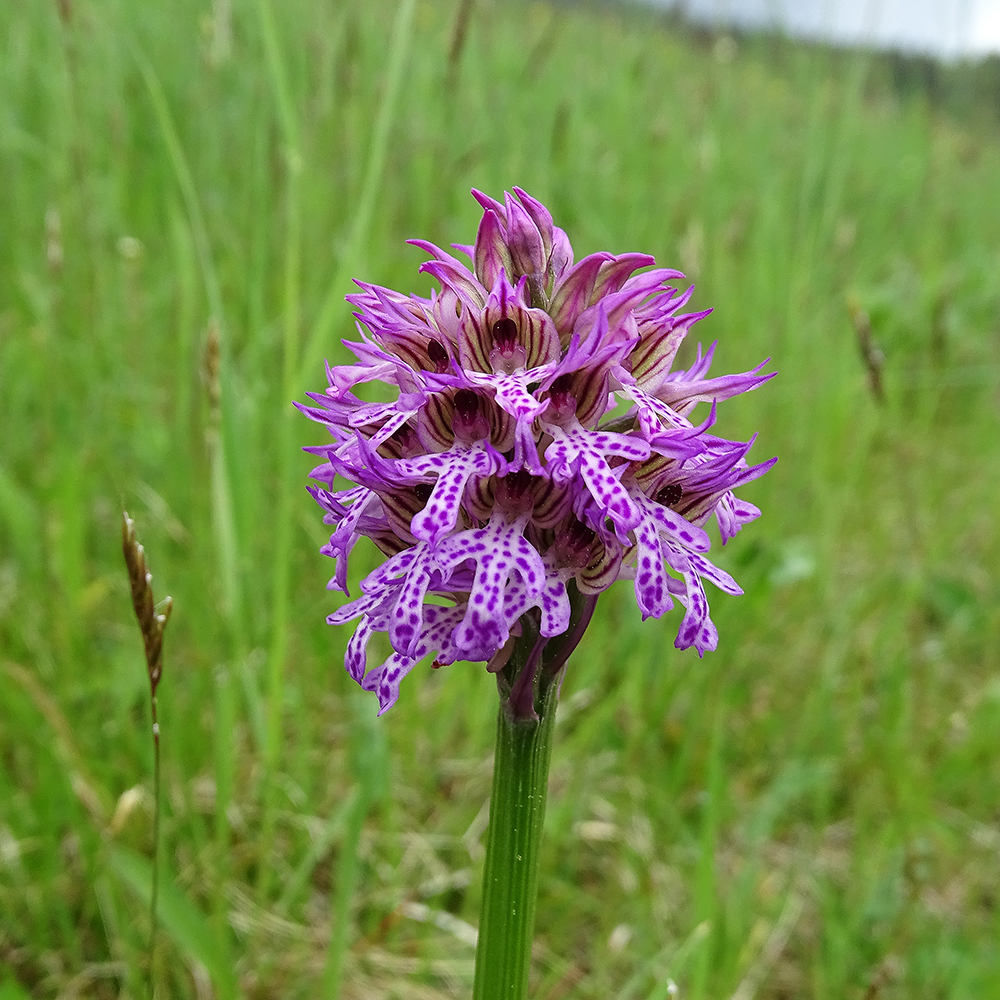 Neotinea tridentata_radegund.jpg