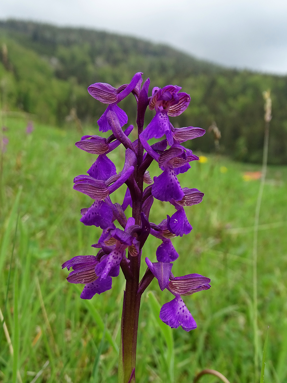 Anacamptis morio_radegund.jpg