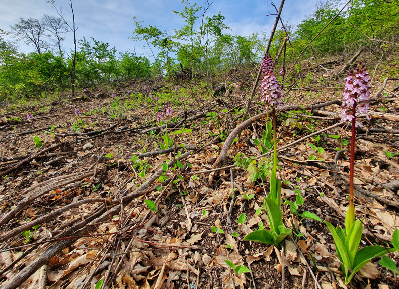 Orchis purpurea nach Schlägerung.png