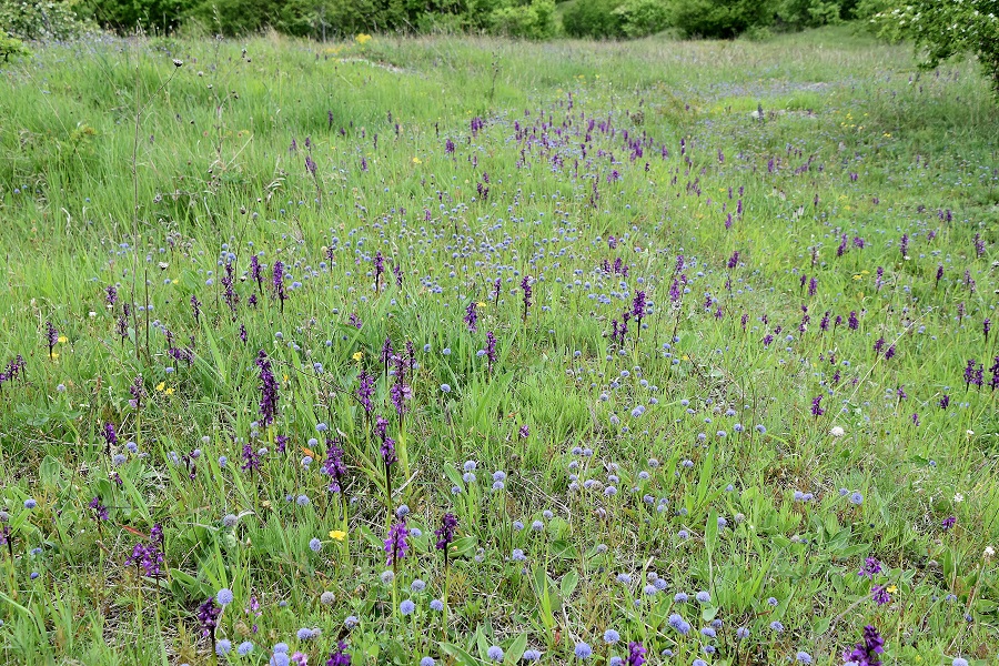 Bgld - 06052022 - (31) - Anacamptis morio - Klein-Hundswurz.JPG