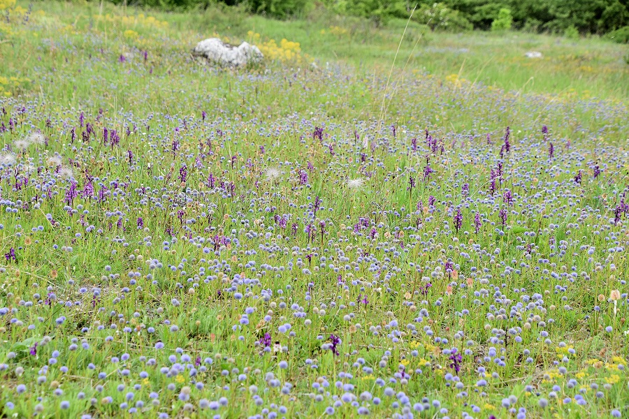 Bgld - 06052022 - (128) - Anacamptis morio - Klein-Hundswurz und Globularia bisnagarica - Hochstiel-Kugelblume.JPG