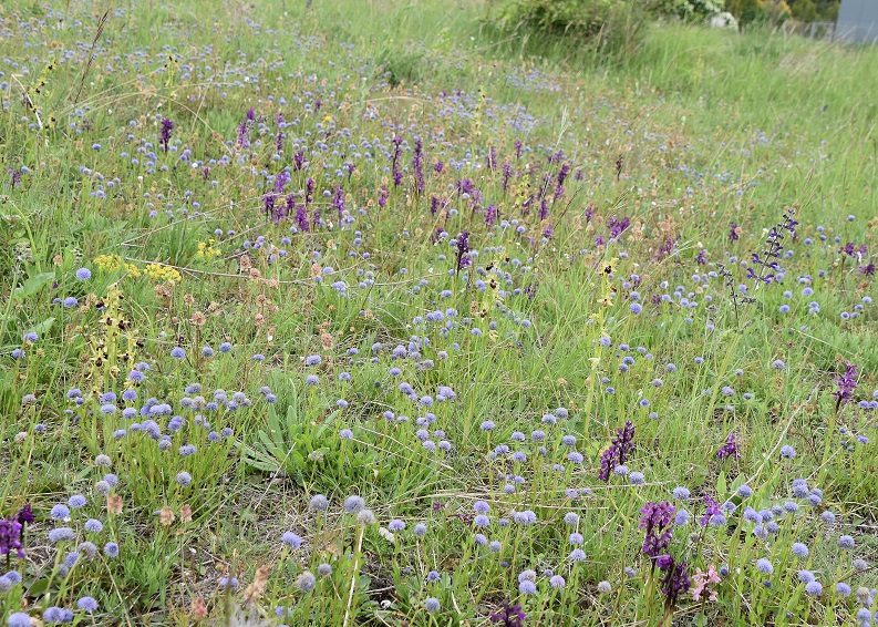 Bgld- 06052022 - (129) - Anacamptis morio - und Globularia bisnagarica und Ophrys shegodes.JPG