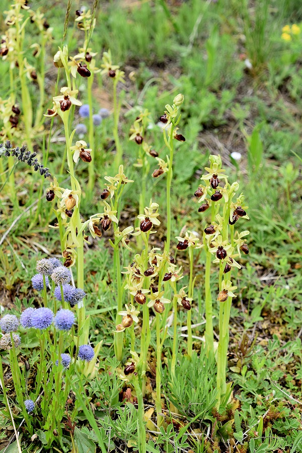 Bgld - 06052022 - (5) - Ophrys sphegodes - Spinnen-Ragwurz.JPG