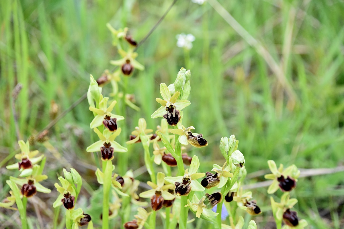 Bgld - 06052022 - (147) - Ophrys sphegodes - Spinnen-Ragwurz.JPG