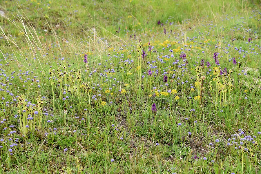 Bgld - 06052022 - (161) - Ophrys sphegodes - Spinnen-Ragwurz und Anacamptis morio - Klein-Hundswurz.JPG