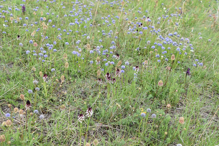 Bgld - 06052022 - (127) - Neotinea ustulata - Brand-Keuschständel und Globularia bisnagarica - Hochstiel-Kugelblume.JPG