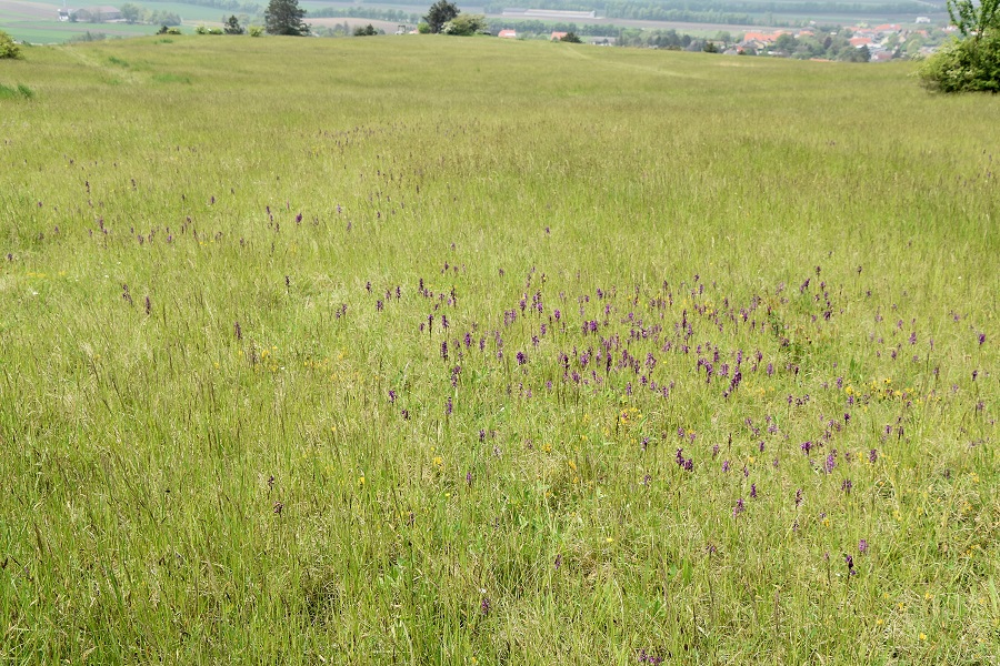 NÖ - 08052022 - (10) - Anacamptis morio.JPG