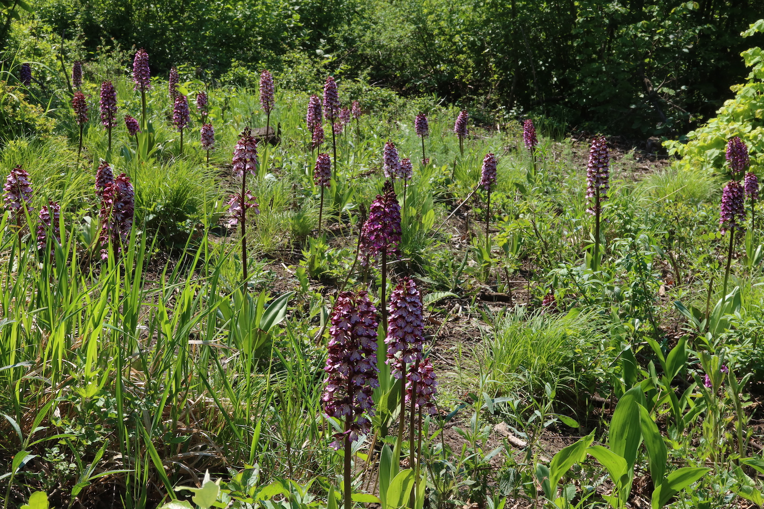 orchis_purpurea_grafensulz.JPG