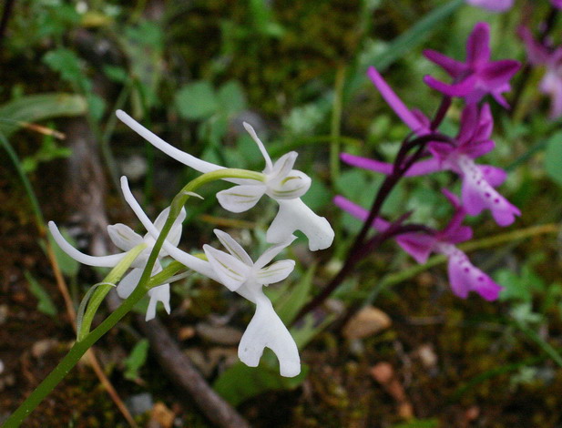 Orchis anatolica Rhodos.jpg