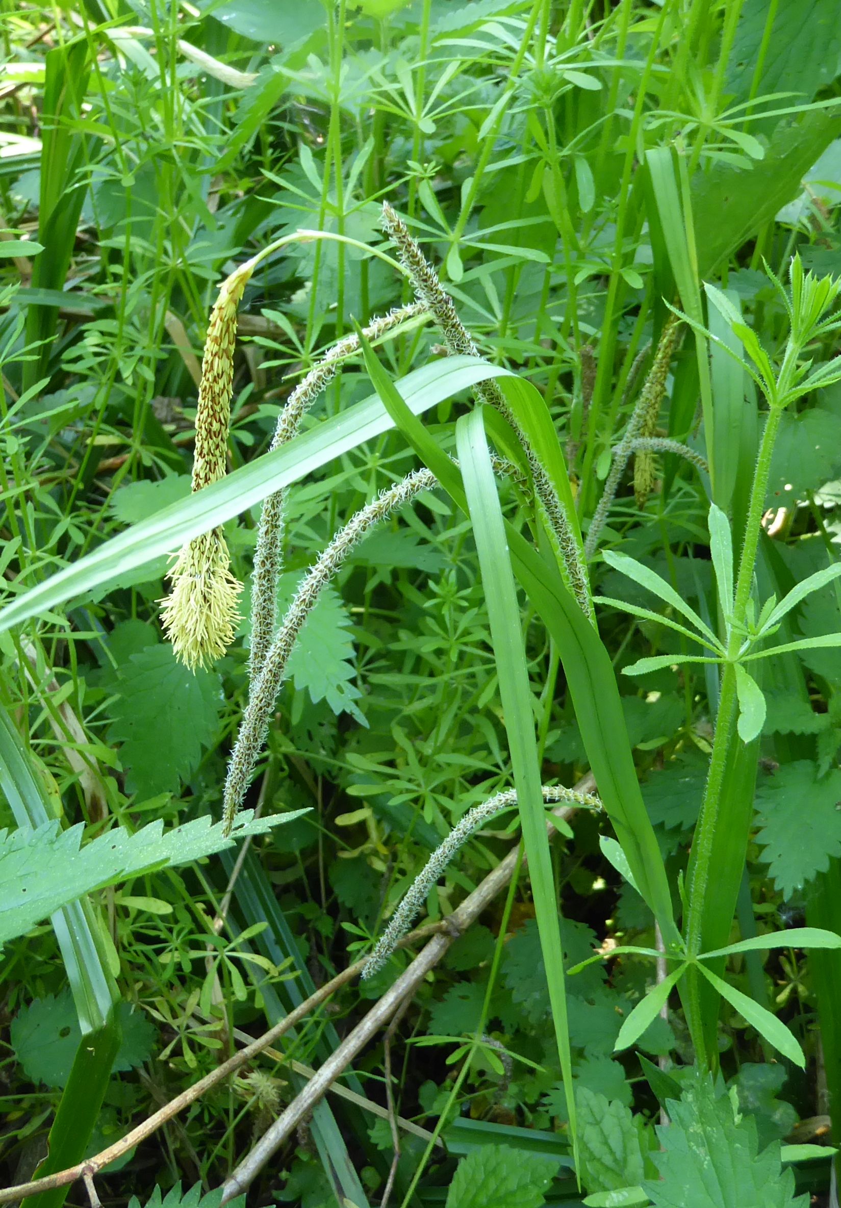 P1170744 Poaceae.JPG