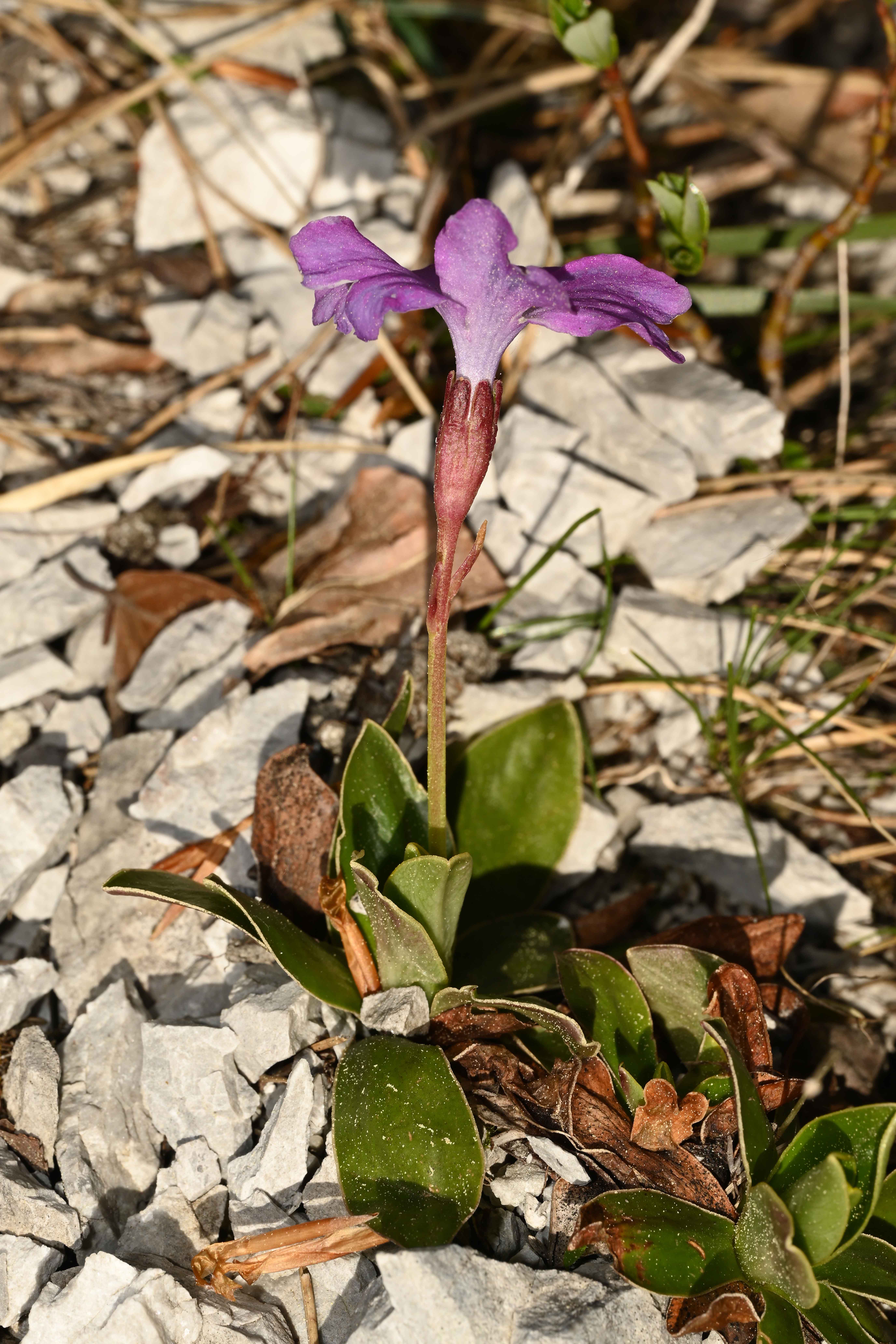 Primulacea-(Primula wulfeniana)-Wulfen-Primel-2022 (18)-kom.jpg