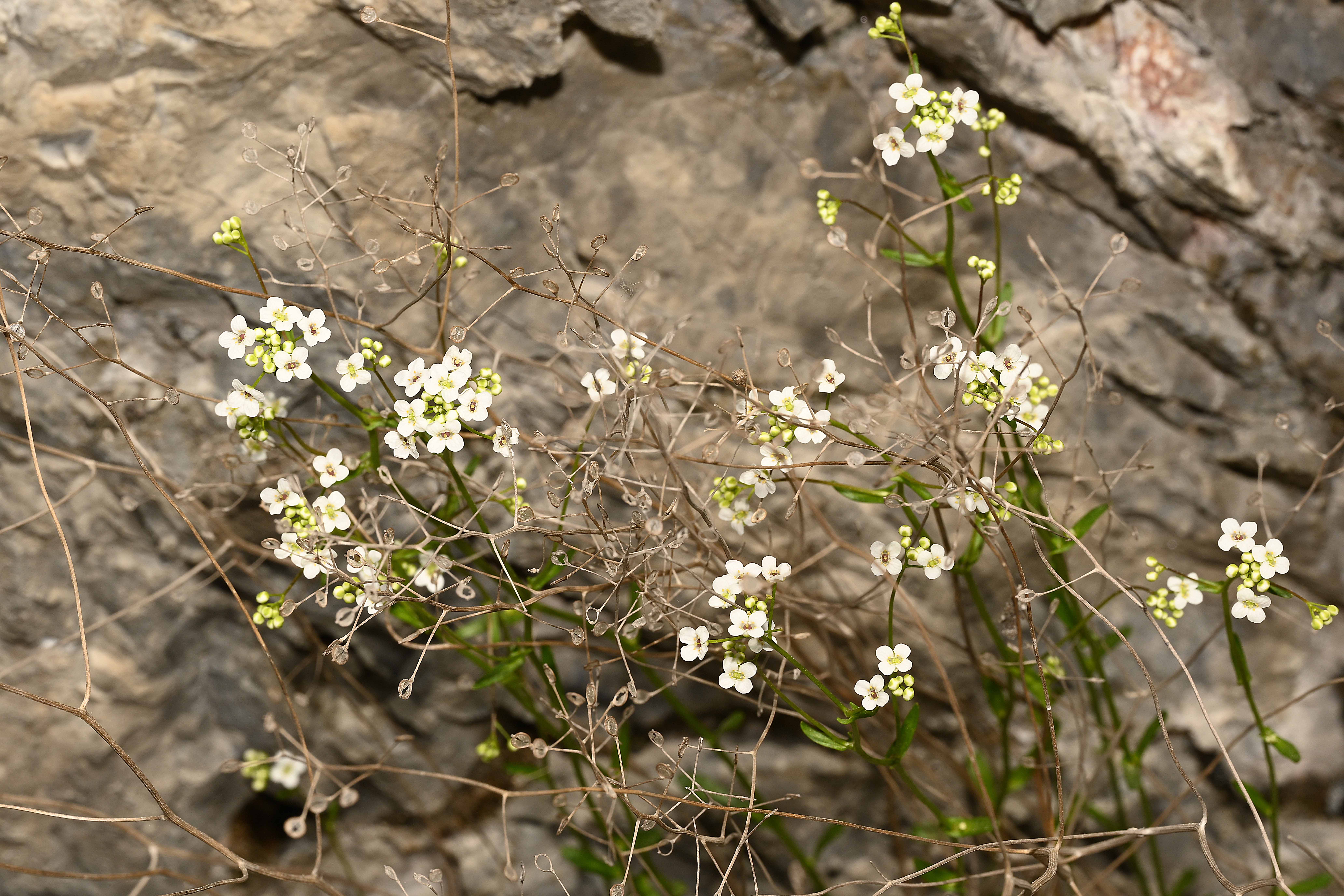 Brassicaceae-(Arabis alpina)-Alpen-Gaensekresse-2022 (2)-kom.jpg