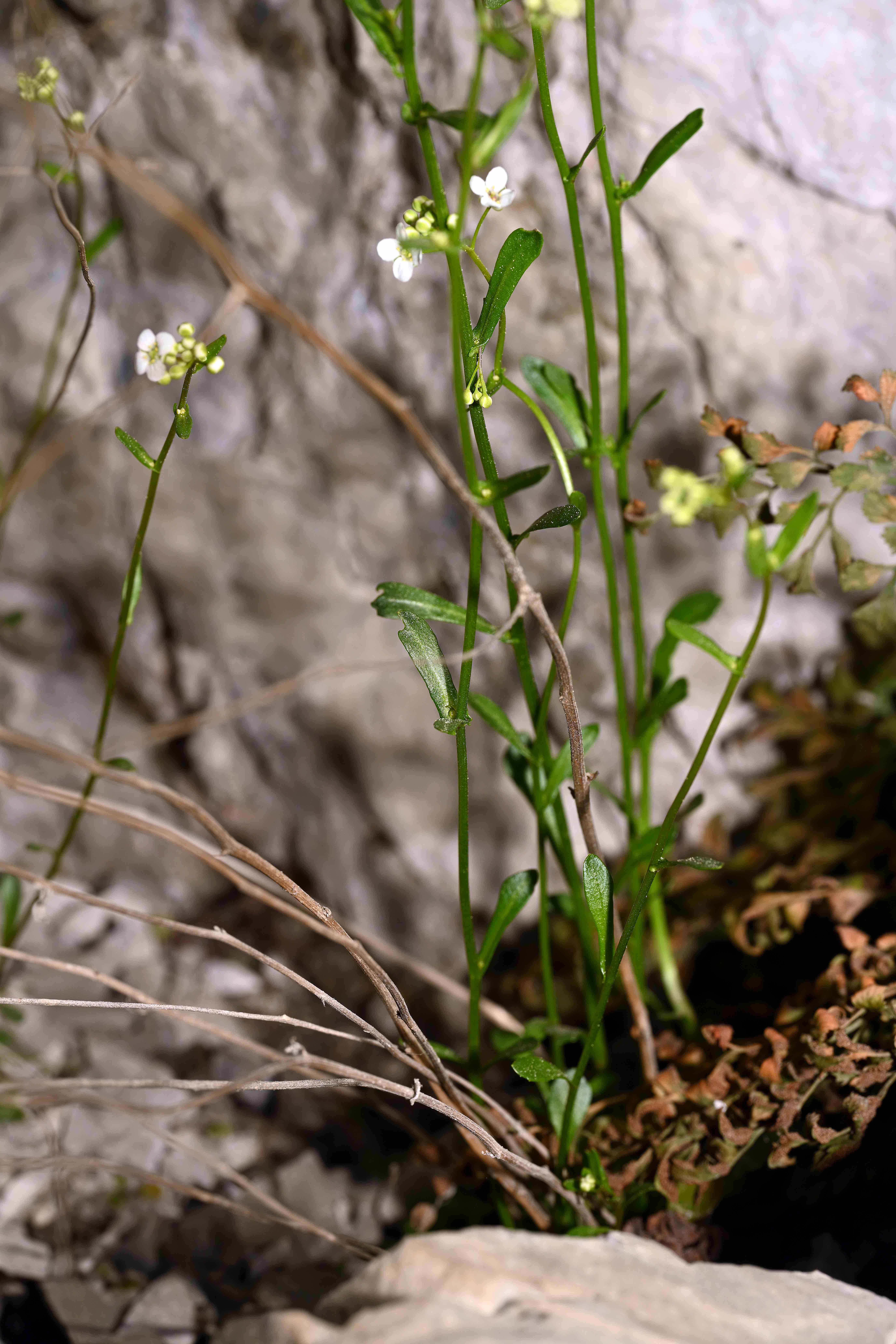 Brassicaceae-(Arabis alpina)-Alpen-Gaensekresse-2022 (6)-kom.jpg