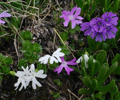 Primula glutinosa Nockberge.jpg