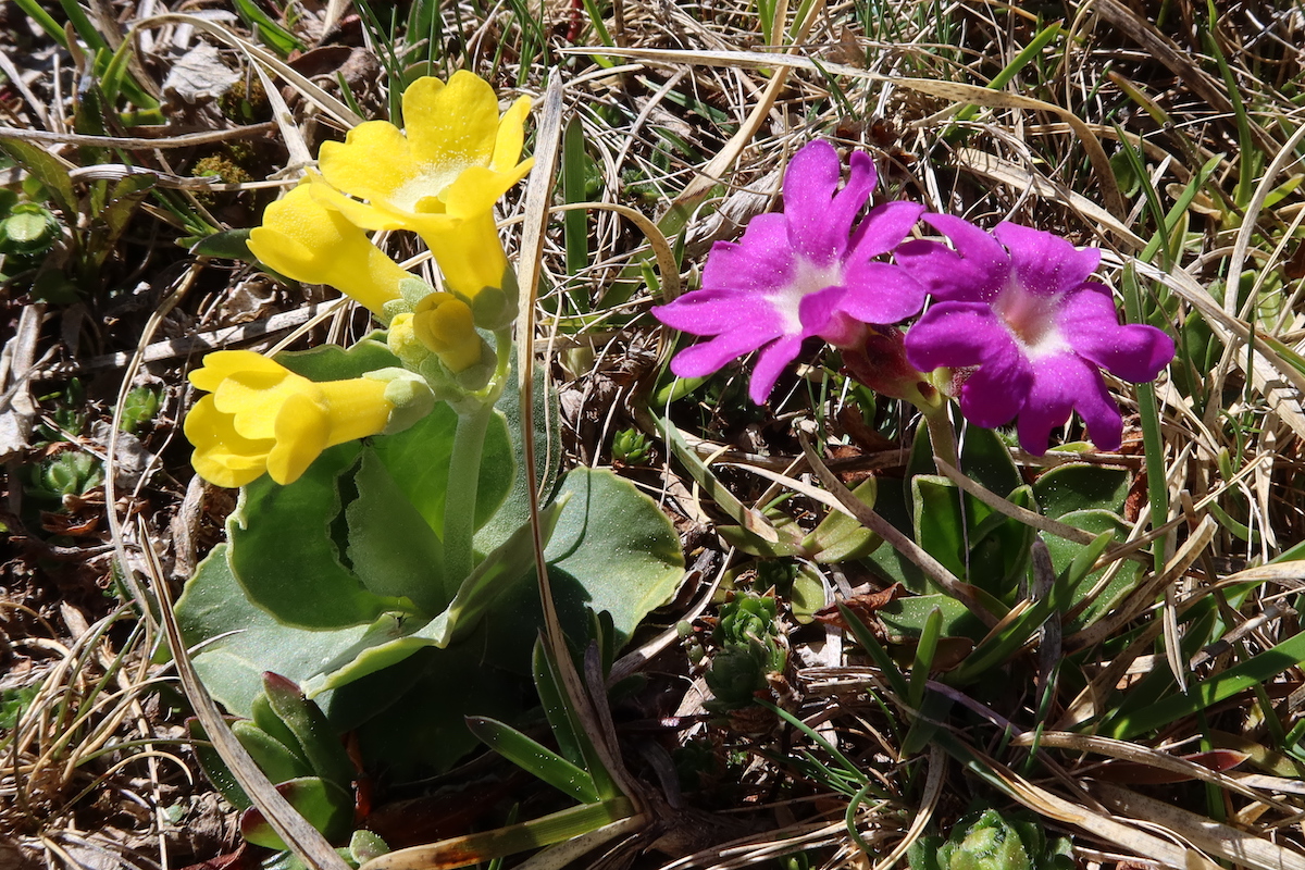 primula_clusiana_auricula.JPG