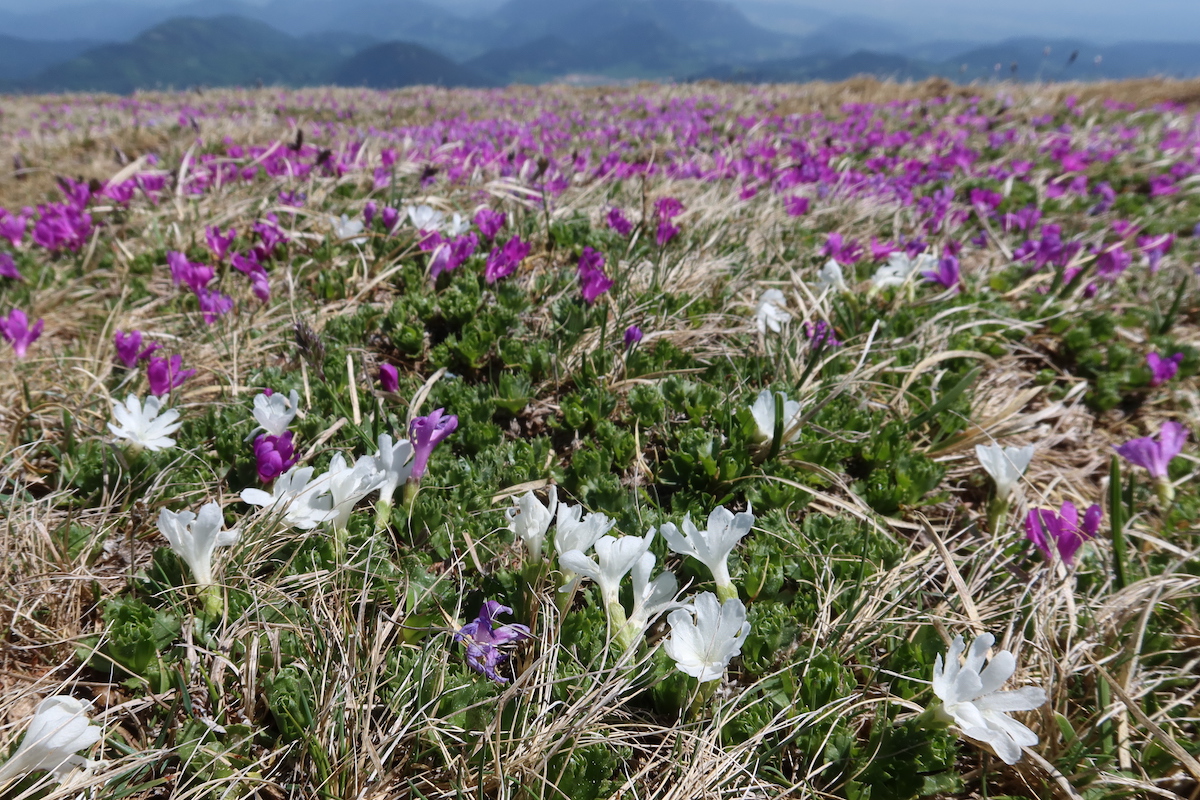 primula_minima.JPG