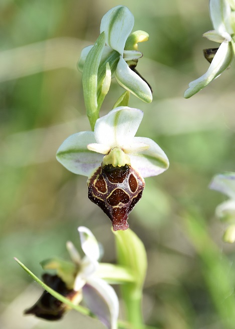 Burgenland - 15052022 - (21) - Ophrys holoserica - Hummel-Ragwurz - Spielform.JPG