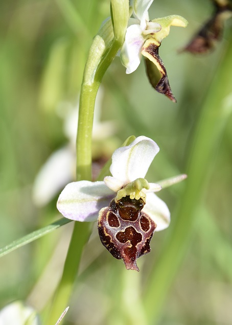 Burgenland - 15052022 - (22) - Ophrys holoserica - Hummel-Ragwurz - Spielform.JPG