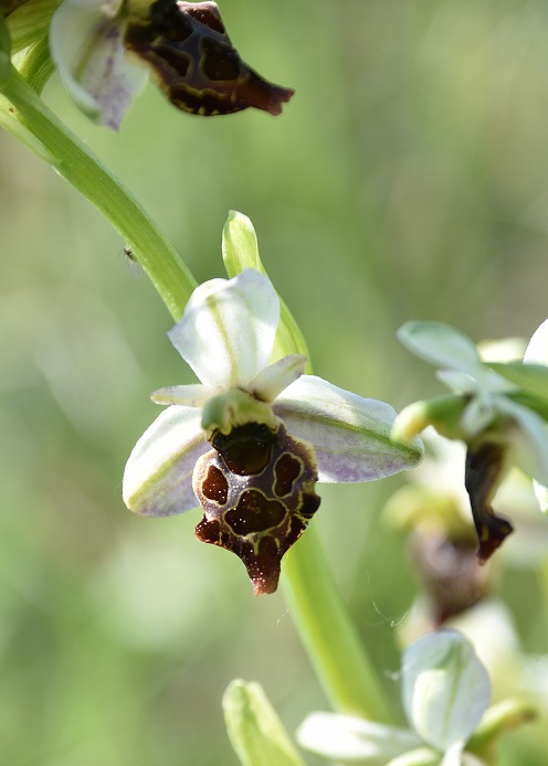 Burgenland - 15052022 - (23) - Ophrys holoserica - Hummel-Ragwurz - Spielform.JPG