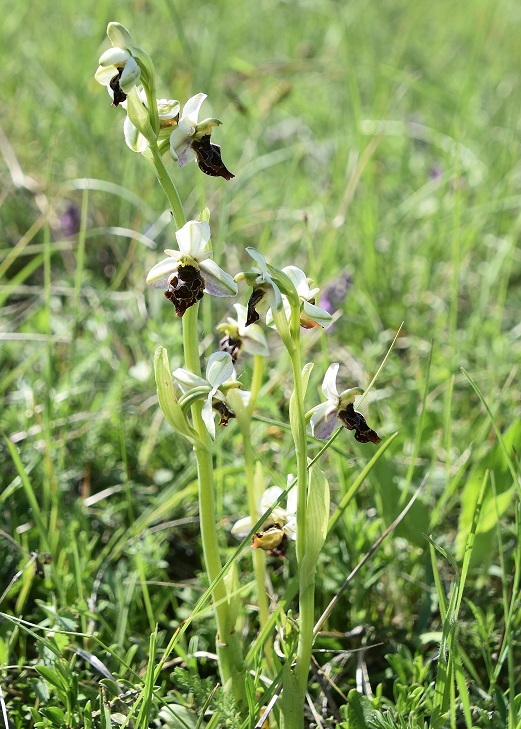 Burgenland - 15052022 - (24) - Ophrys holoserica - Hummel-Ragwurz - Spielform.JPG