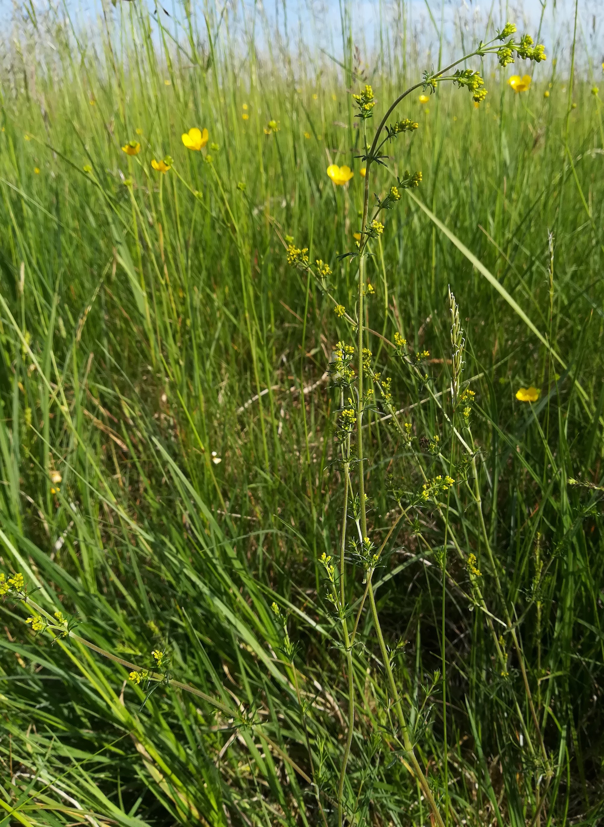 galium cf. wirtgenii wilfleinsdorf_20220520_092241.jpg