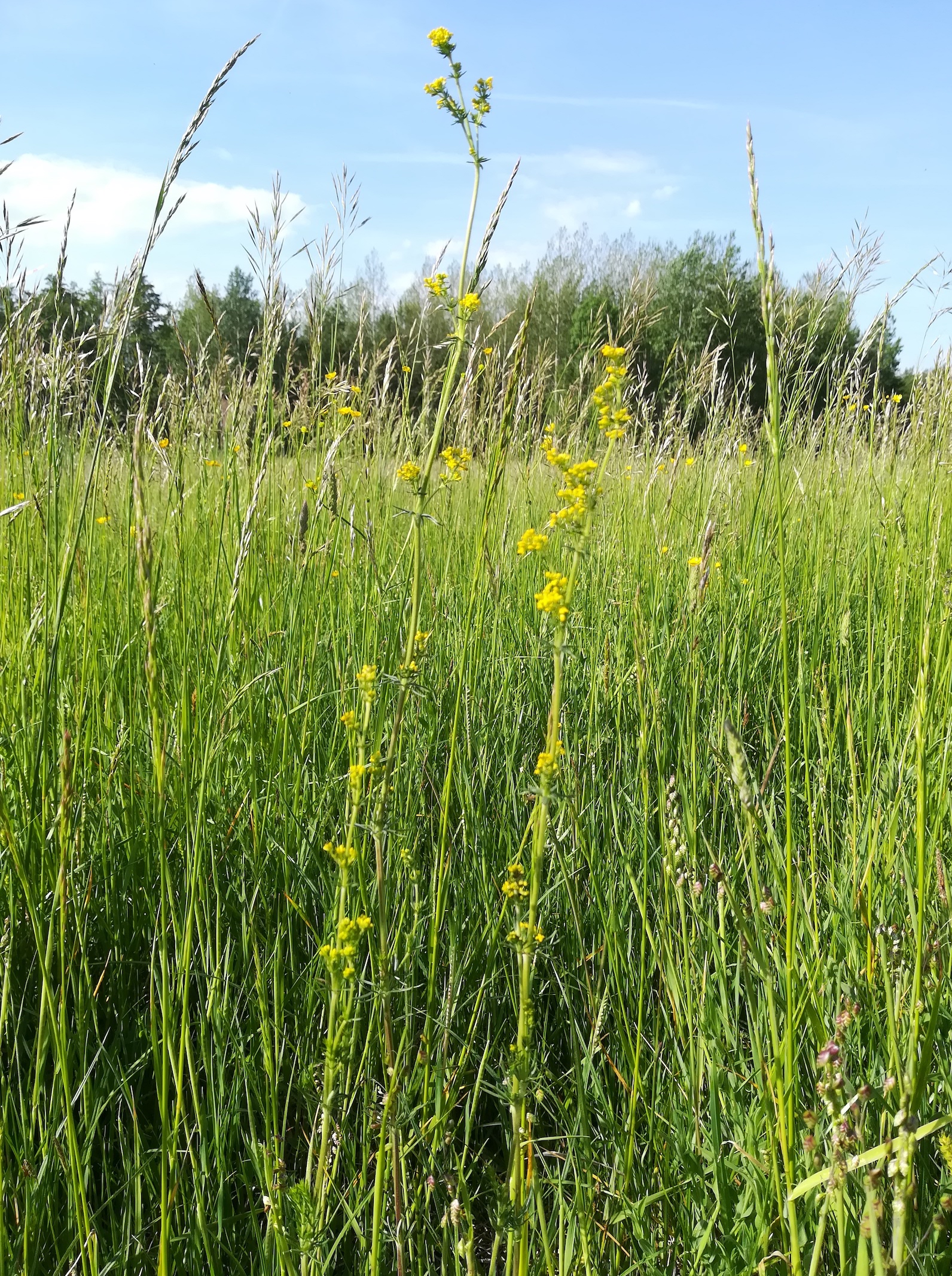 galium cf. wirtgenii wilfleinsdorf_20220520_092519.jpg