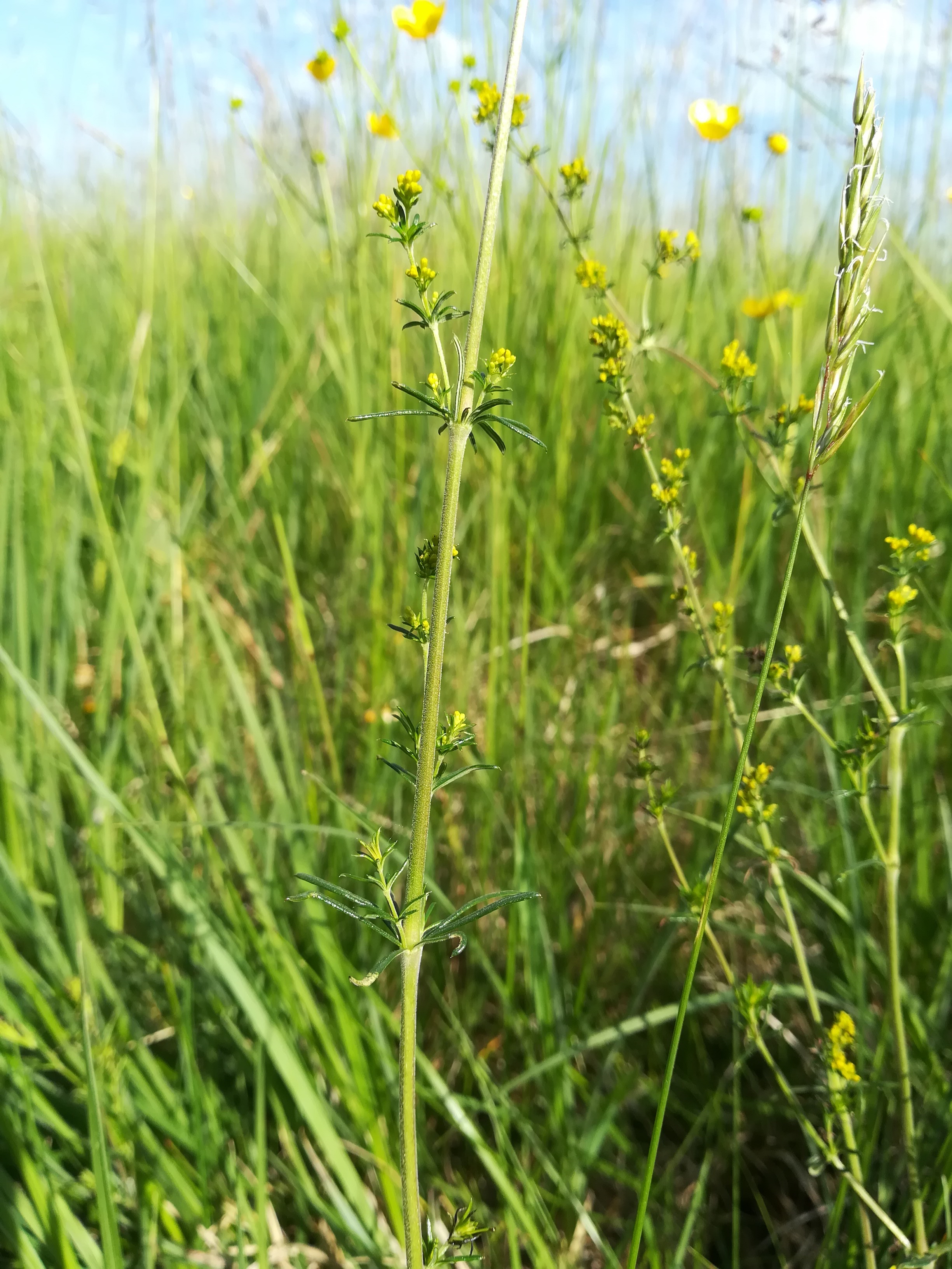 galium cf. wirtgenii wilfleinsdorf_20220520_092303.jpg