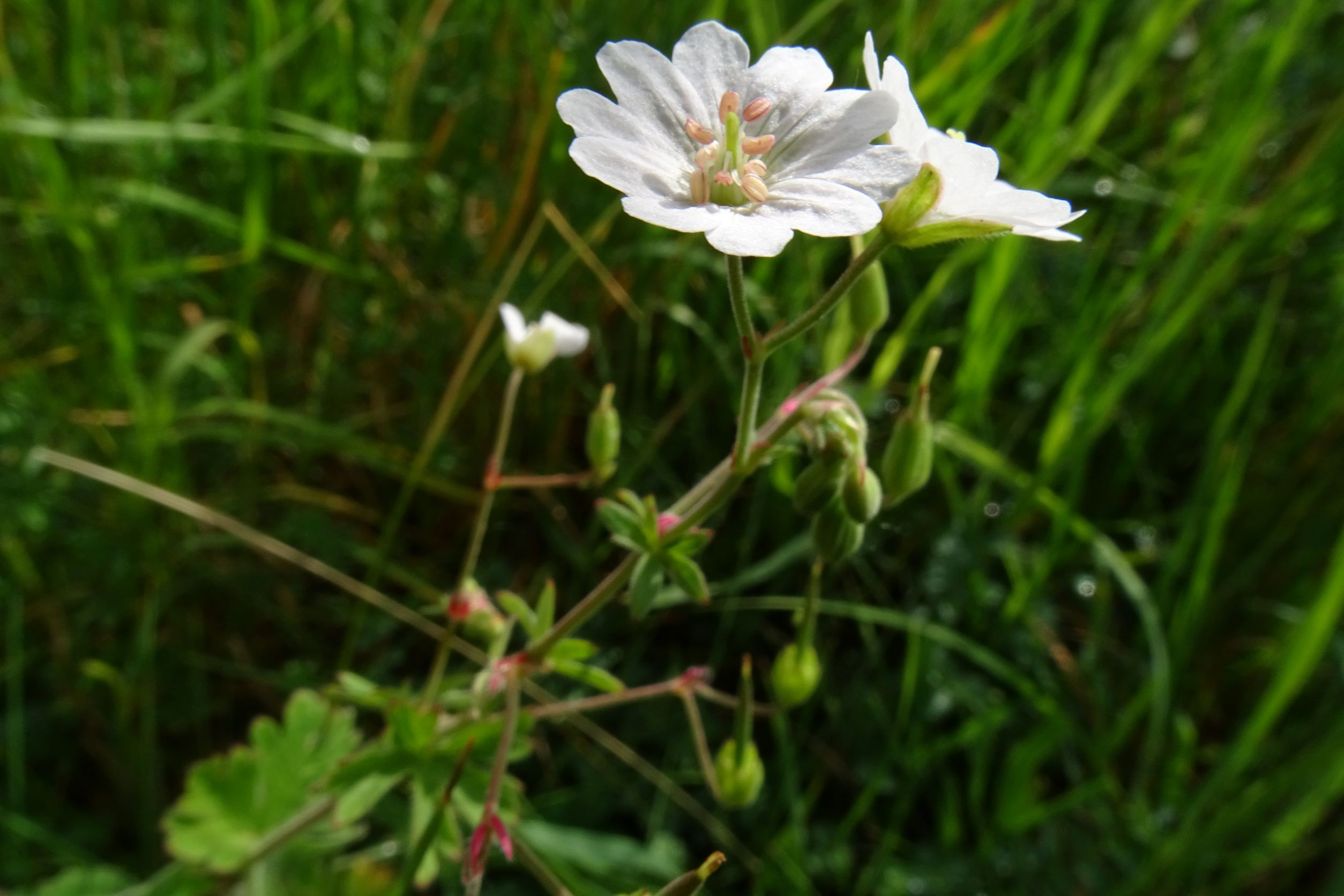 DSC07429 geranium pyrenaicum, prellenkirchen-mitte, 2022-05-21.JPG