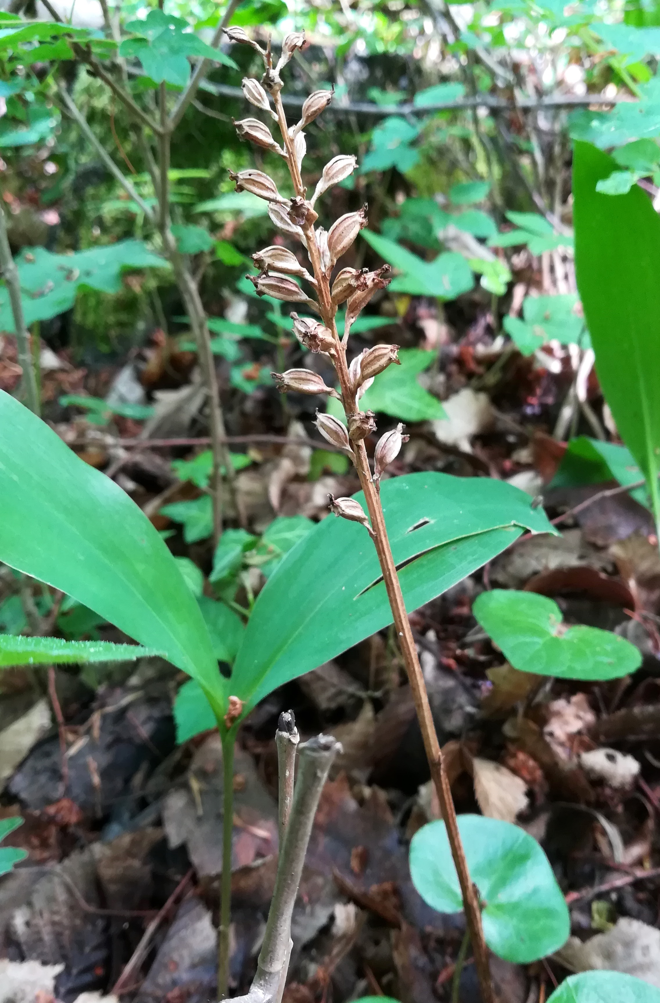 neottia nidus-avis wald WSW scharndorf_20220521_122437.jpg