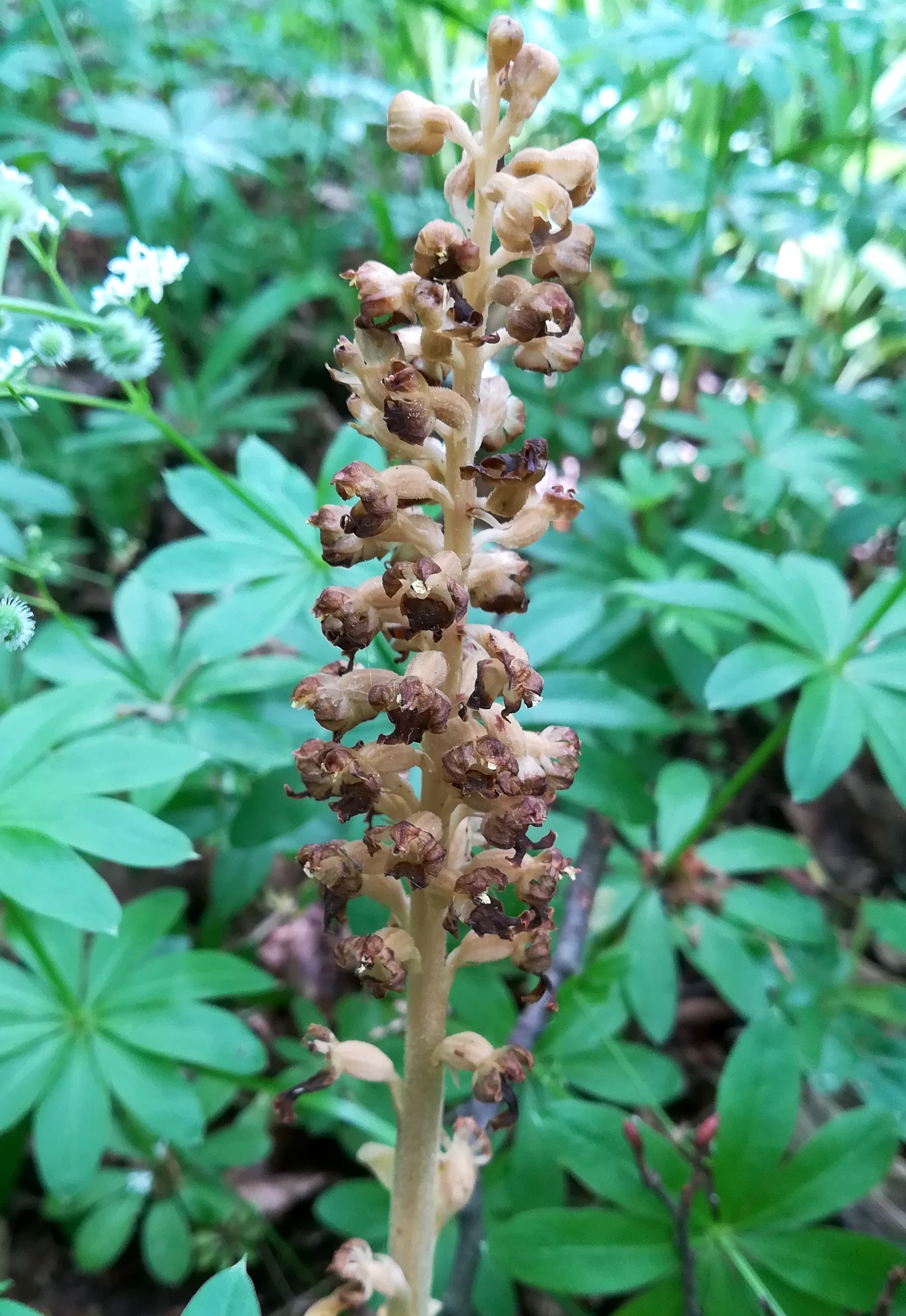 neottia nidus-avis wald WSW scharndorf_20220521_122650.jpg