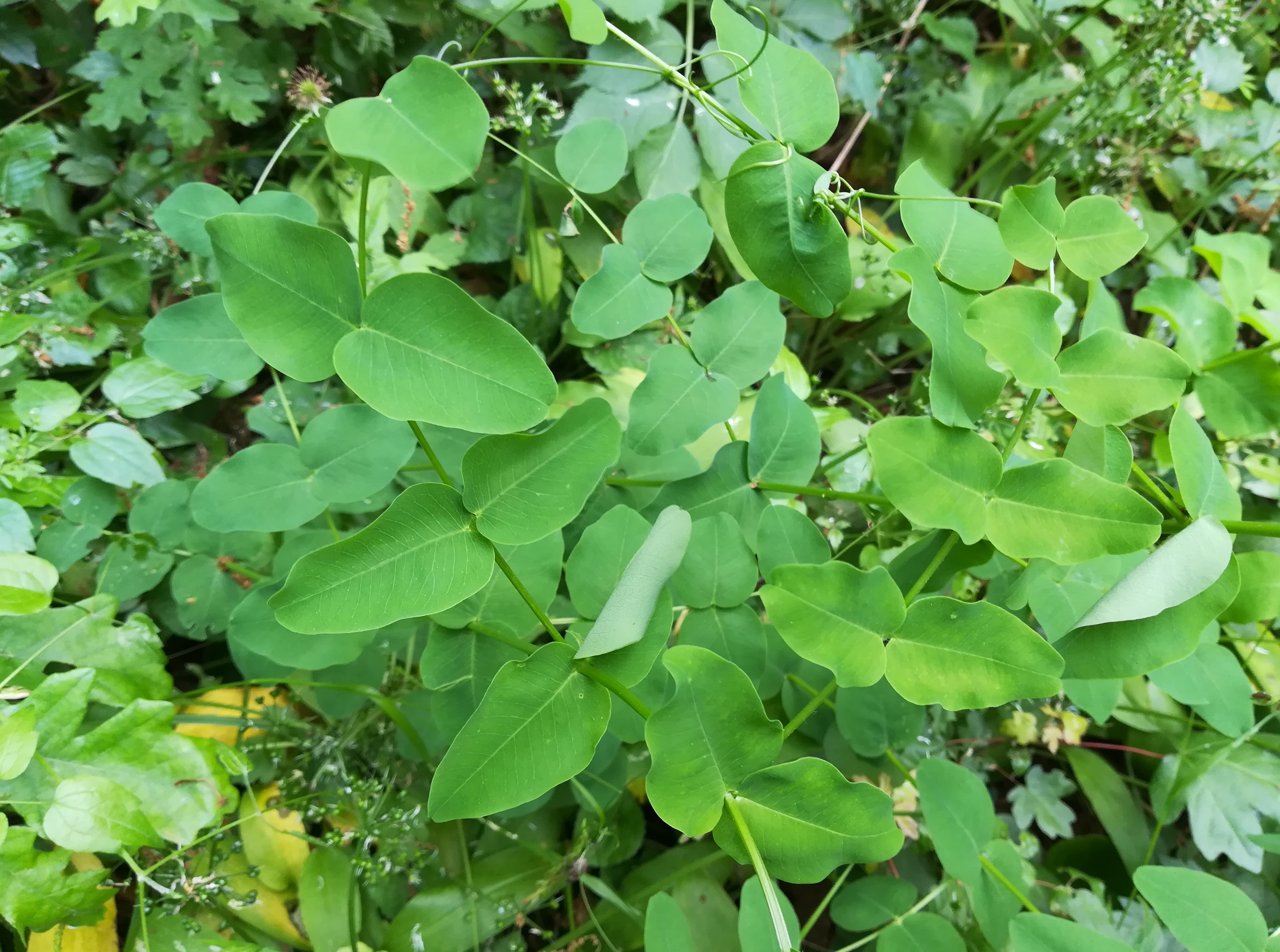 cf. lonicera caprifolium wald WSW scharndorf_20220521_125049.jpg