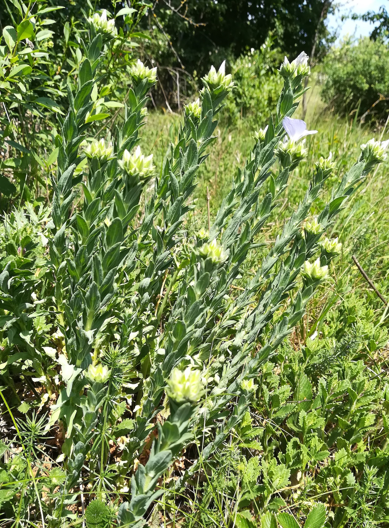 linum hirsutum wartberg SW scharndorf_20220521_133931.jpg