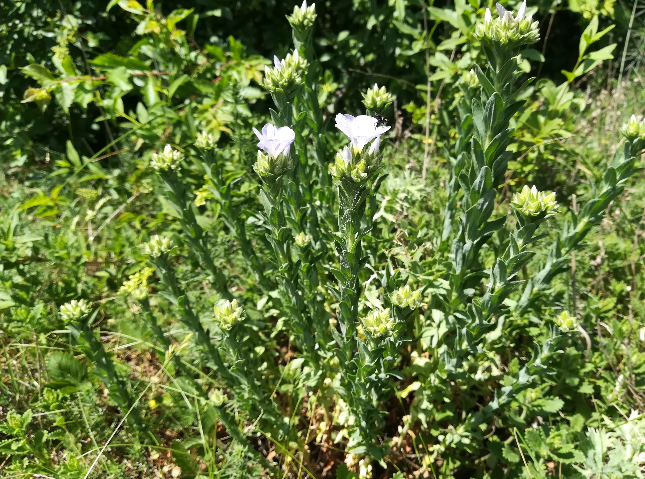 linum hirsutum wartberg SW scharndorf_20220521_133418.jpg