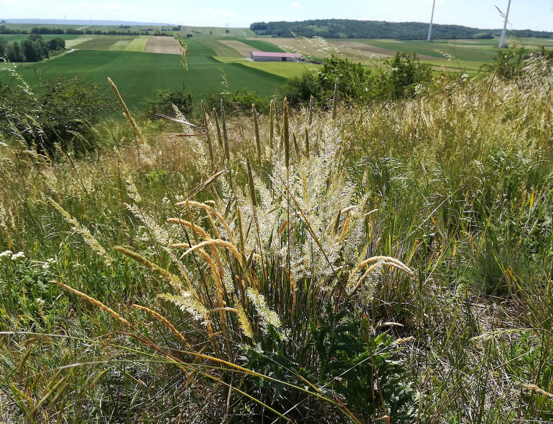 koeleria macrantha wartberg SW scharndorf_20220521_134751.jpg