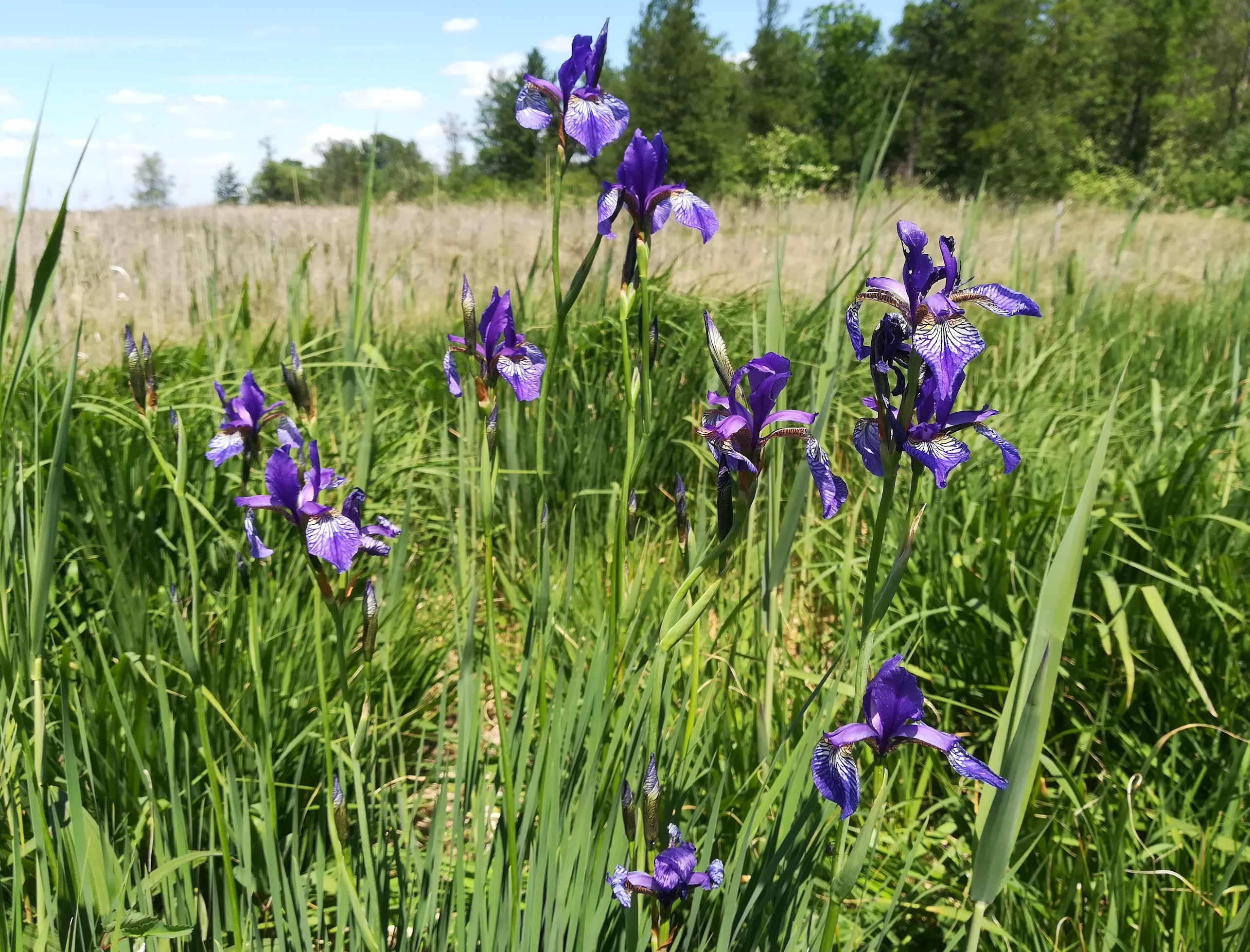 iris spuria brunnlust_20220522_131101.jpg