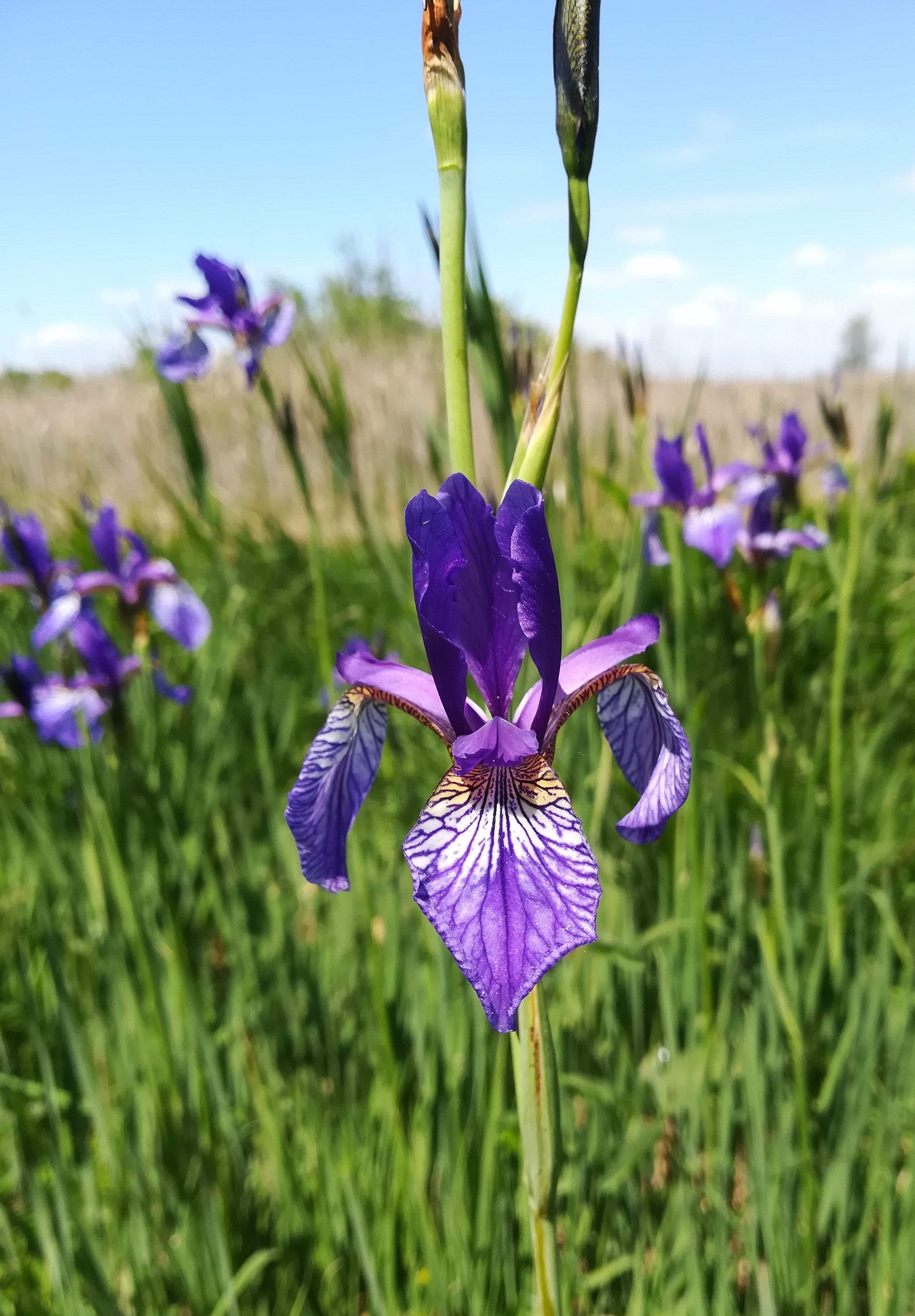 iris spuria brunnlust_20220522_130856.jpg