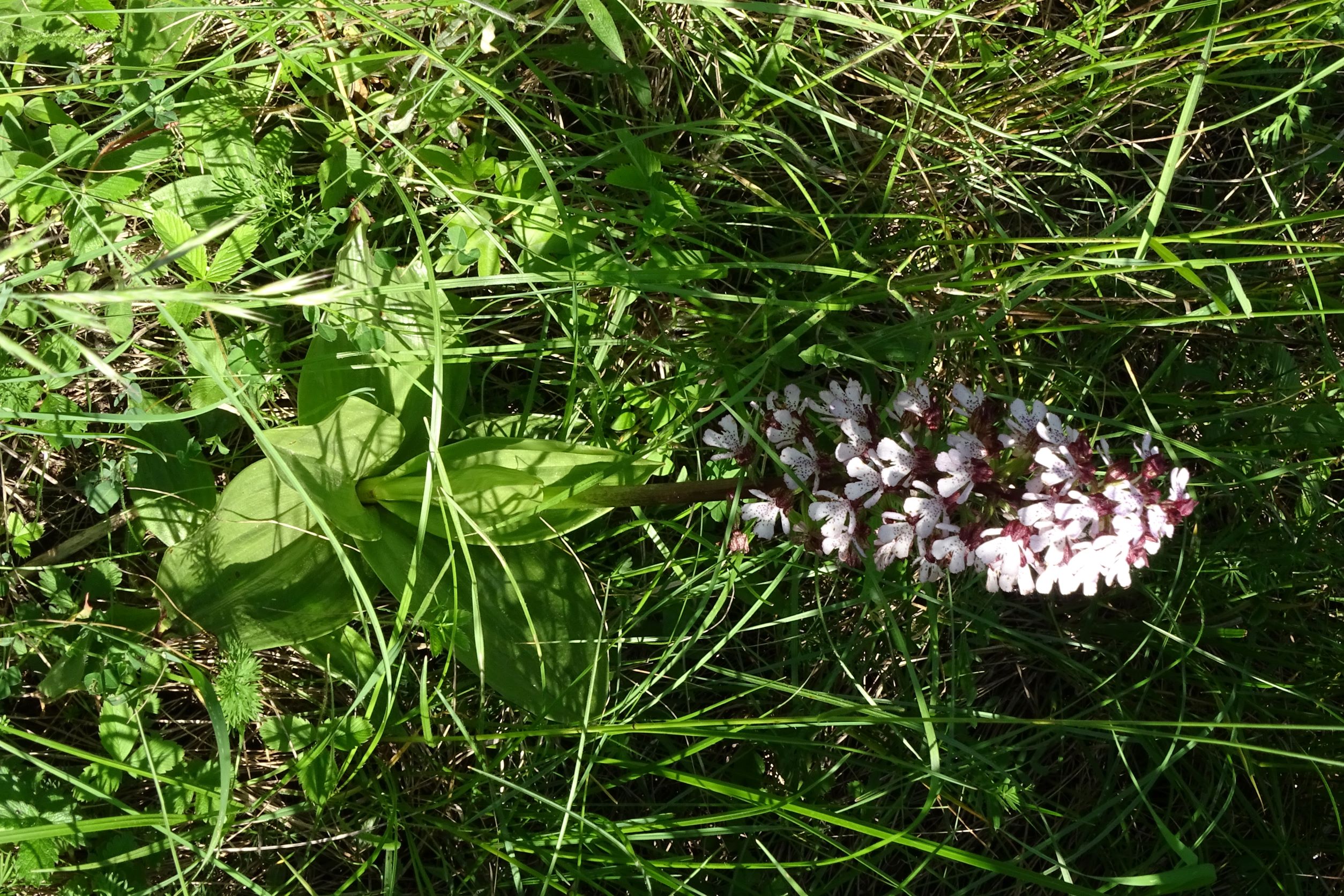 DSC07234 orchis purpurea, no-leithagebirge, 2022-05-20.JPG