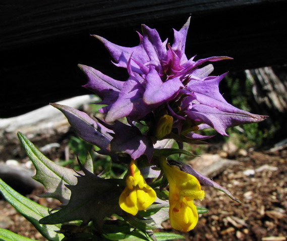 Melampyrum nemorosum.jpg