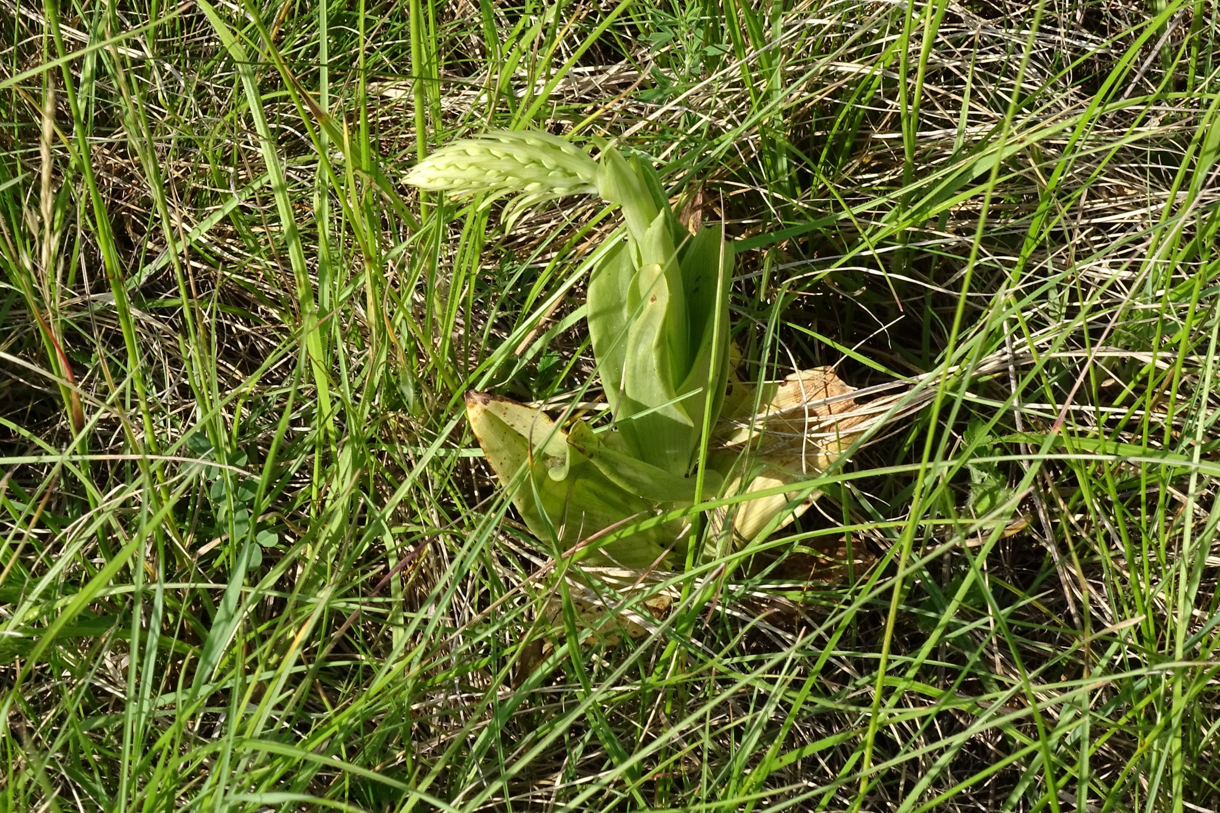 DSC07311 himantoglossum adriaticum, no-leithagebirge, 2022-05-20.JPG