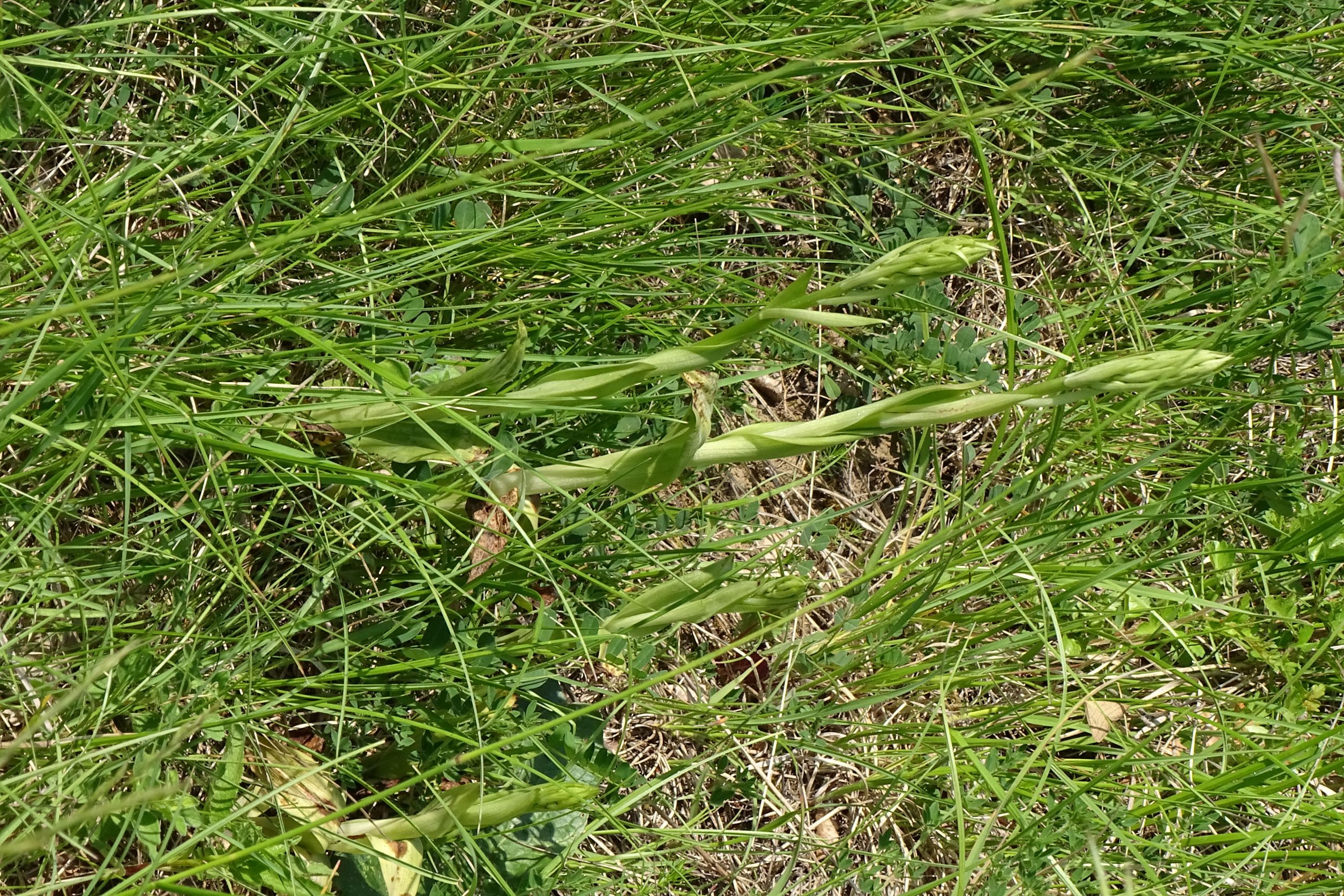 DSC07309 himantoglossum adriaticum, no-leithagebirge, 2022-05-20.JPG