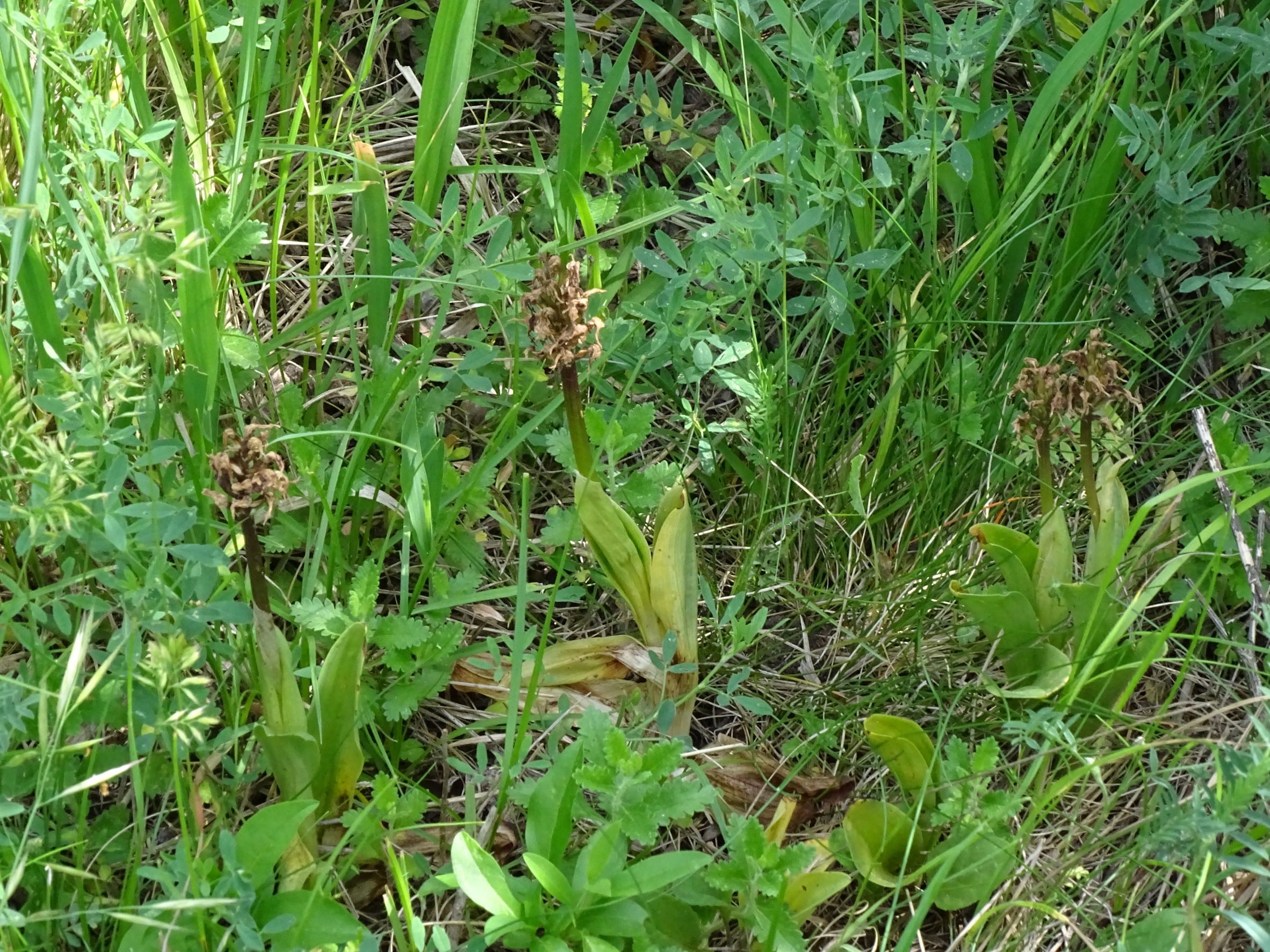 DSC07581 orchis simia, spitzerberg, 2022-05-22.JPG