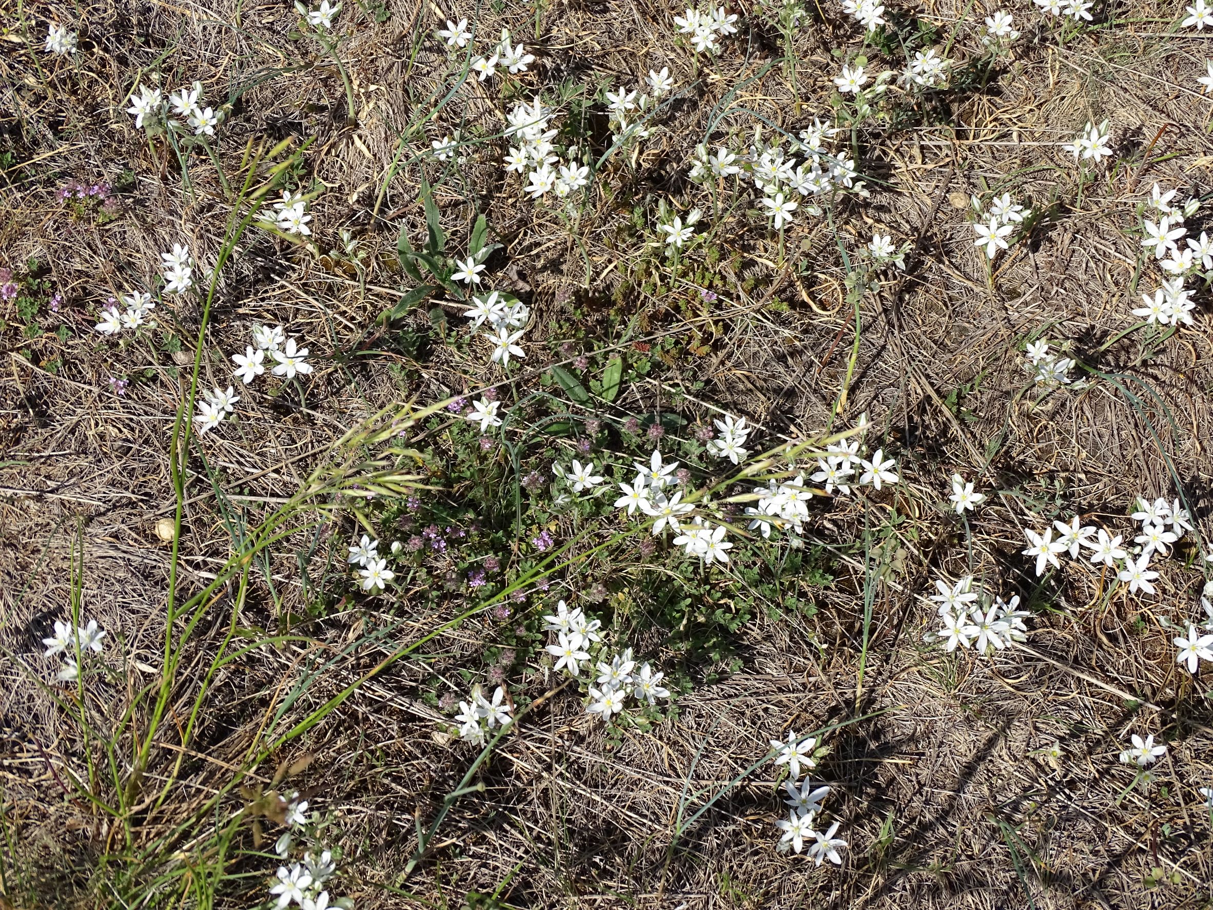 DSC07640 ornithogalum pannonicum, spitzerberg, 2022-05-22.JPG