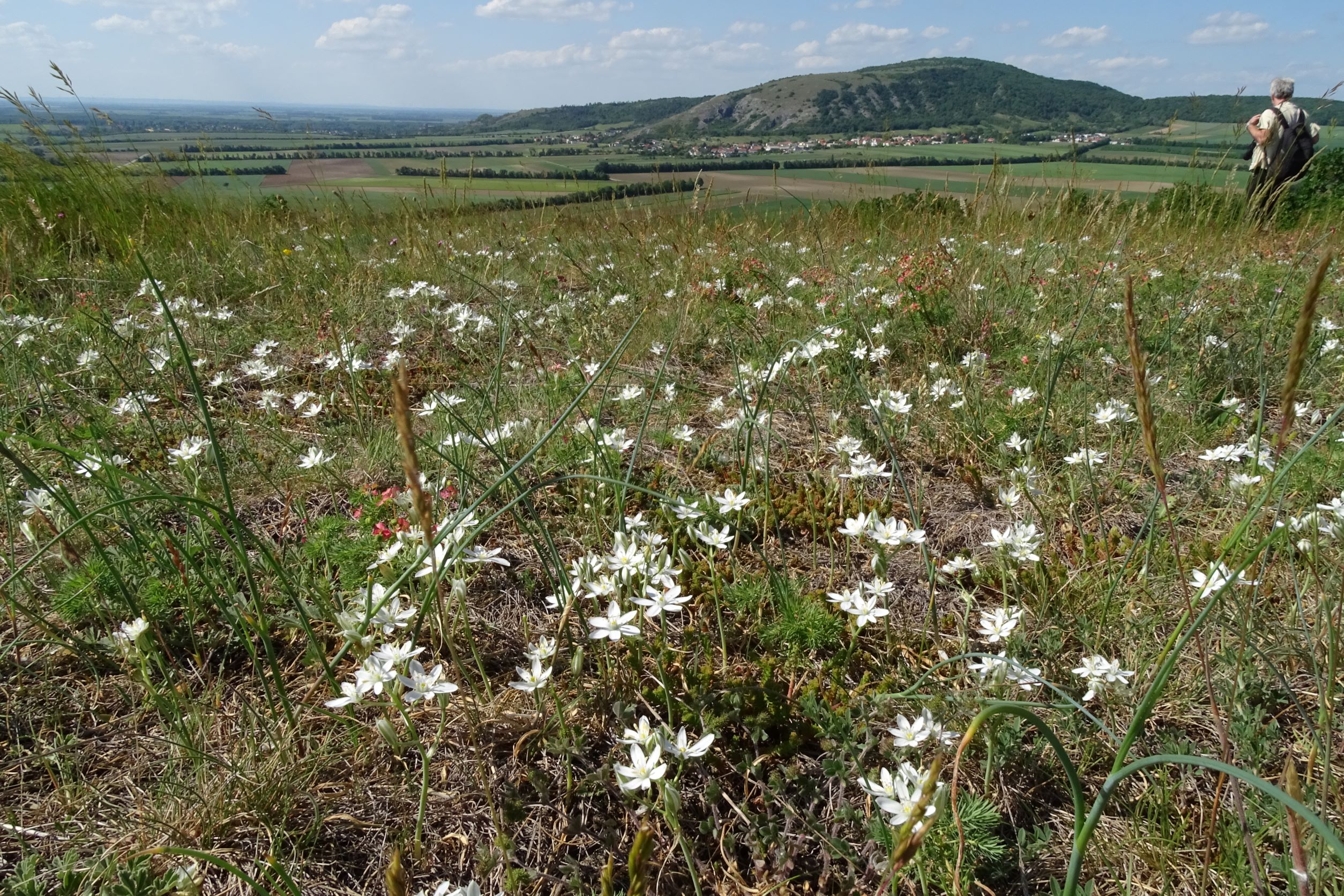 DSC07663 ornithogalum pannonicum, koeleria macrantha, allium flavum etc., spitzerberg, 2022-05-22.JPG