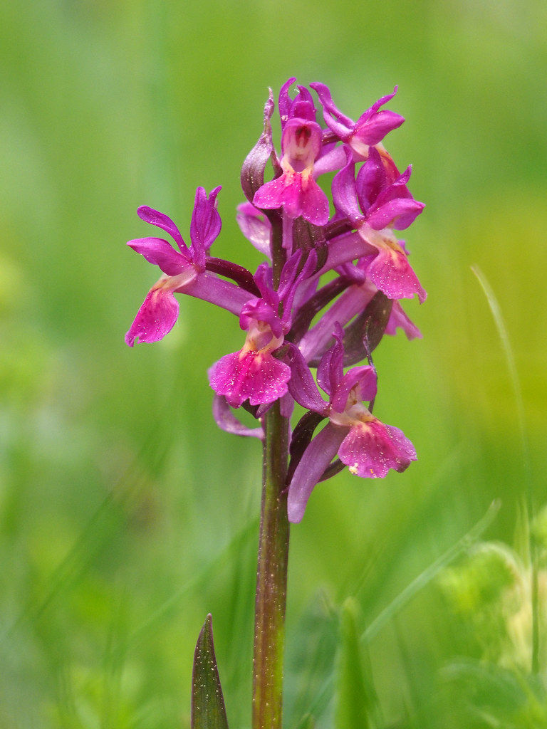 dactylorhiza sambucina_pleschk.jpg