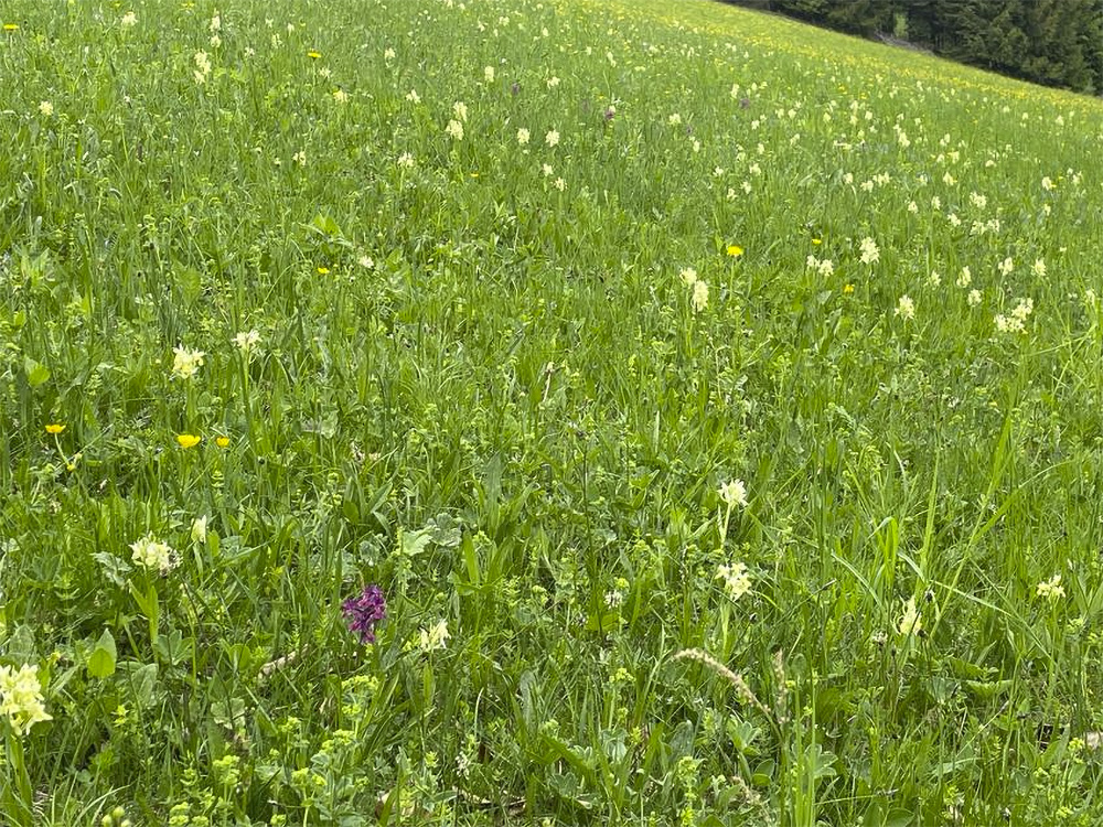 Dactylorhiza sambucina_plesch.jpg