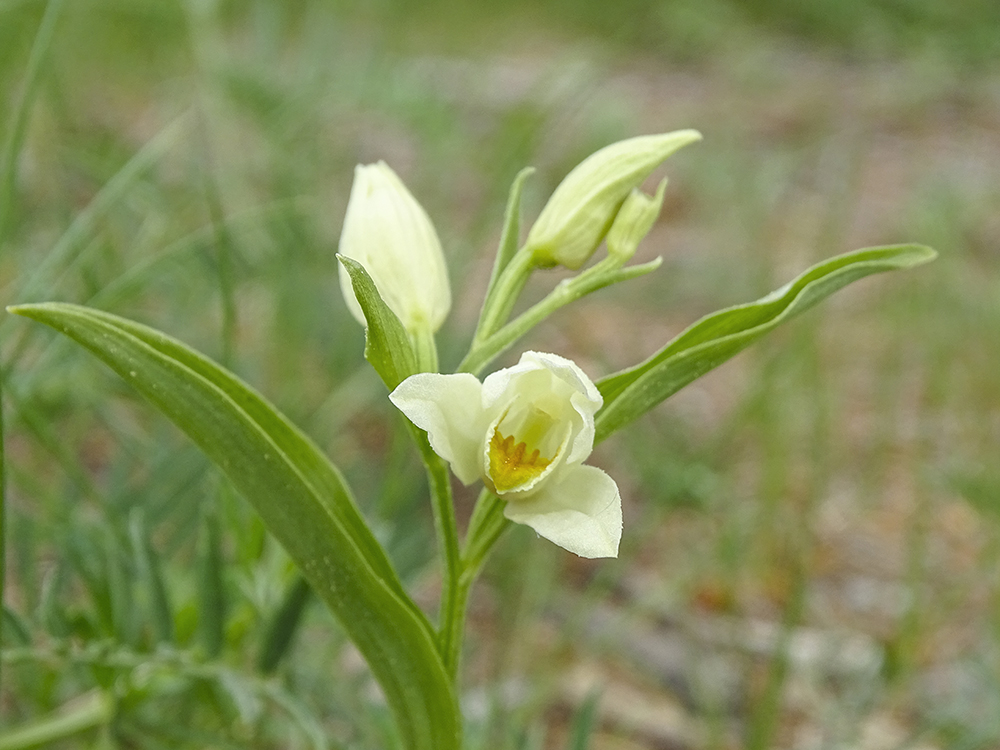 Cephalanthera damasonium_plesch.jpg