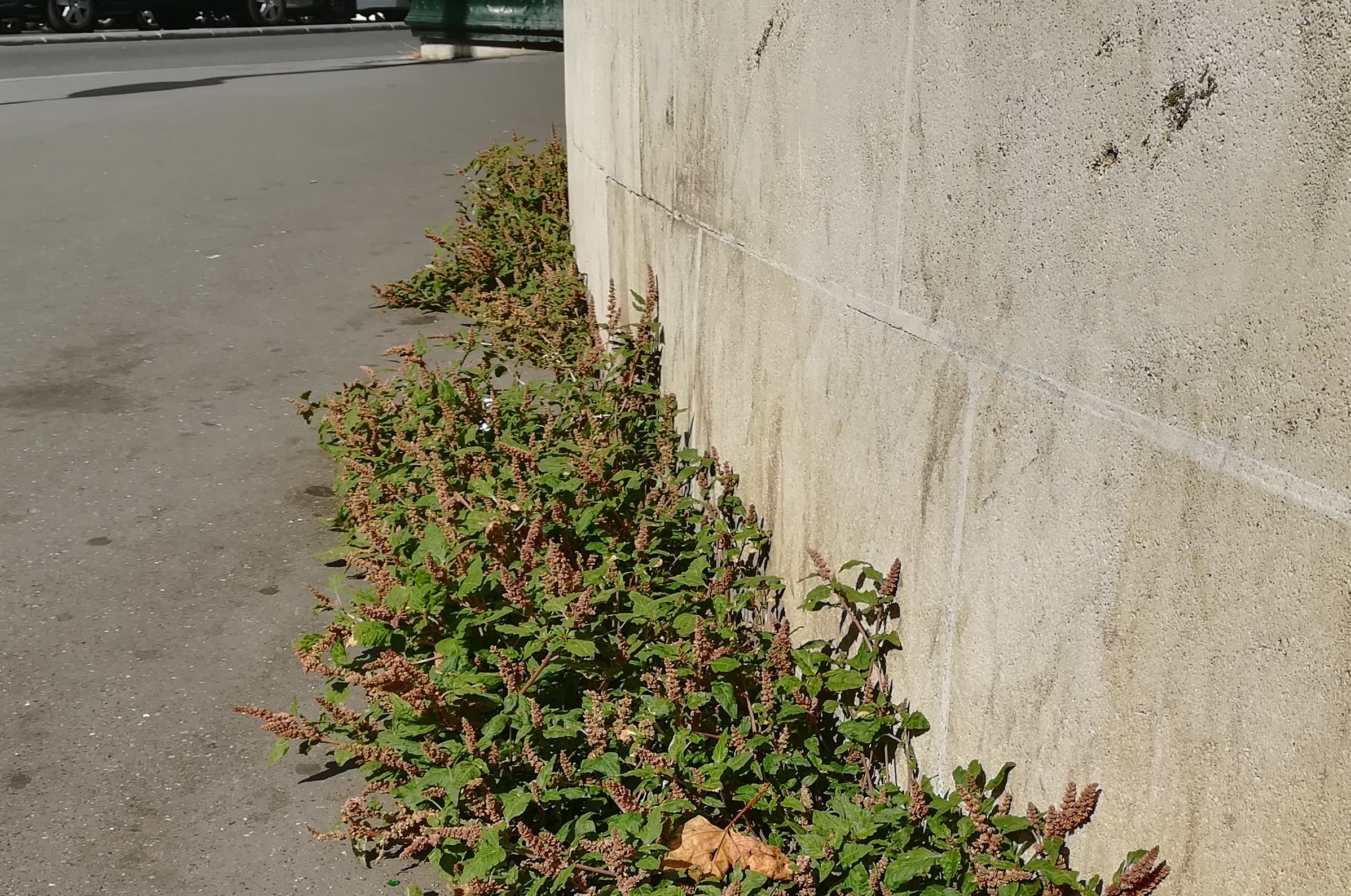 amaranthus cf. deflexus gare de l'est_20220524_095041.jpg