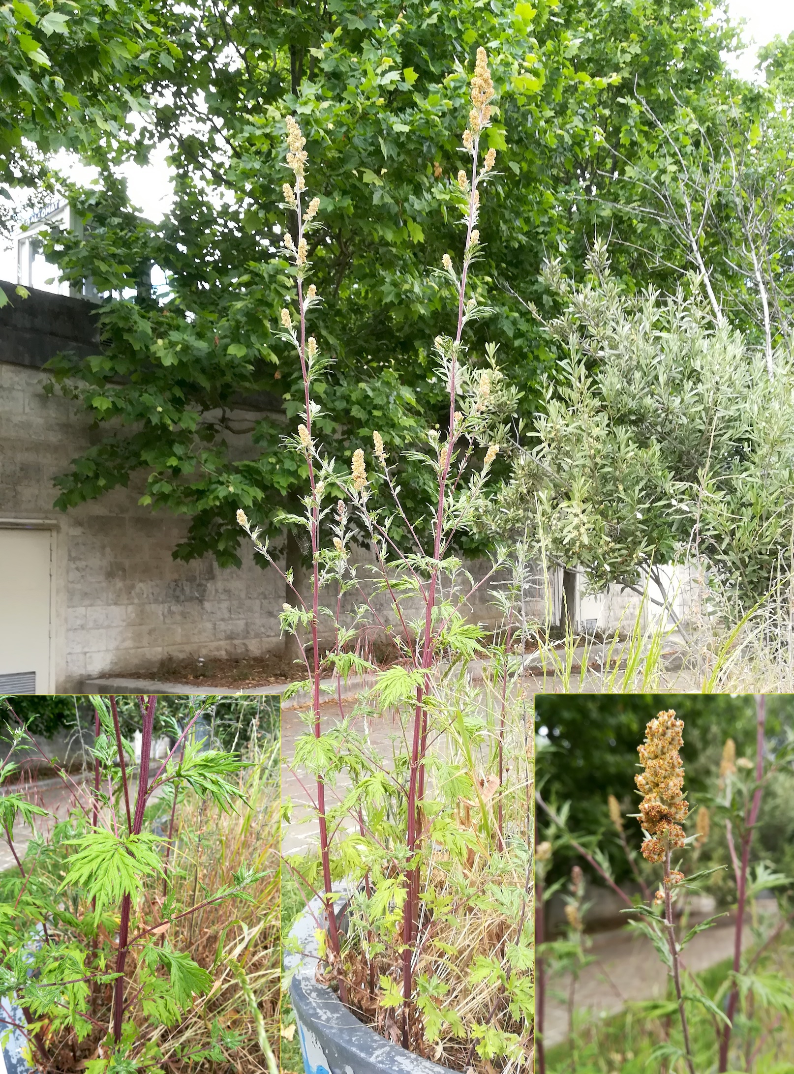 artemisia sp. bei pont charles de gaulle_20220524_125358.jpg